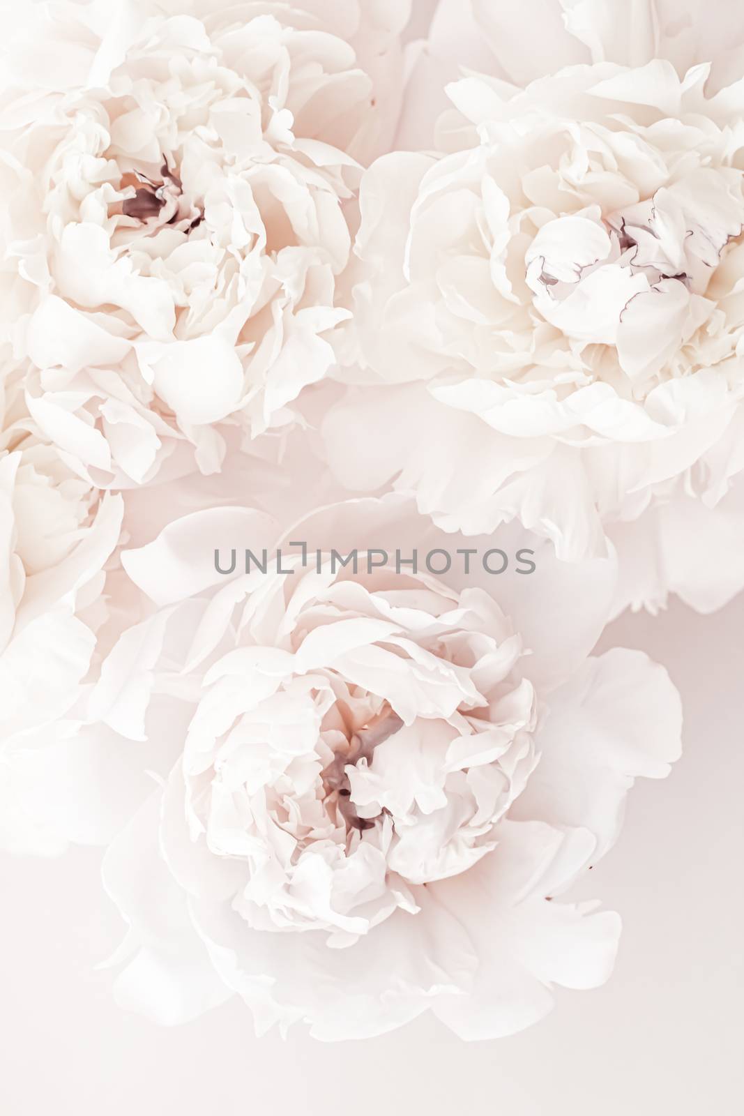 Pastel peony flowers in bloom as floral art background, wedding decor and luxury branding design