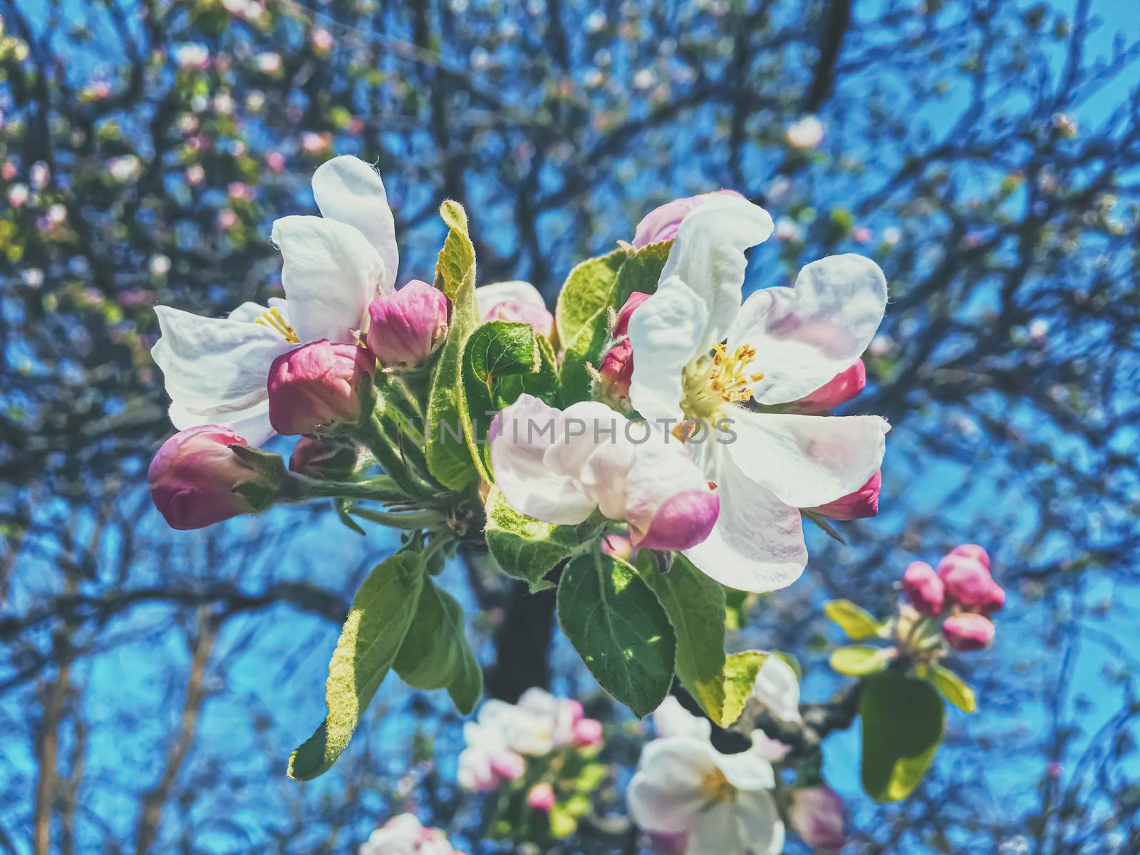 Blooming apple tree flowers in spring as floral background by Anneleven