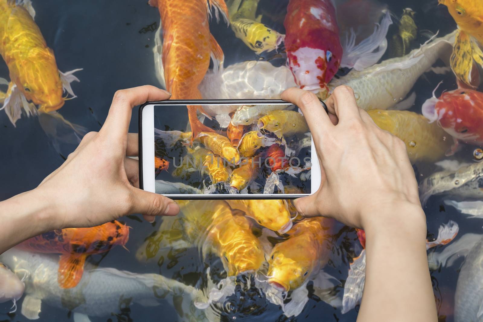 Taking pictures on mobile smart phone Colorful fancy carp fish,  by Surasak