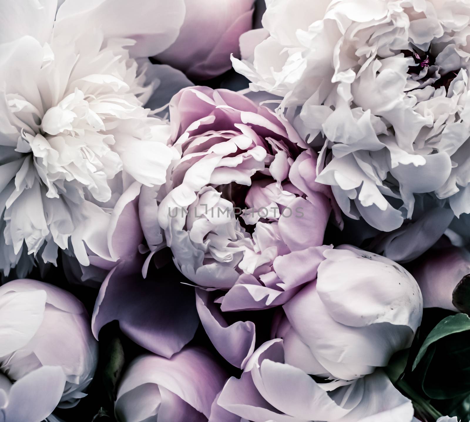 Pastel peony flowers as floral art background, botanical flatlay and luxury branding by Anneleven