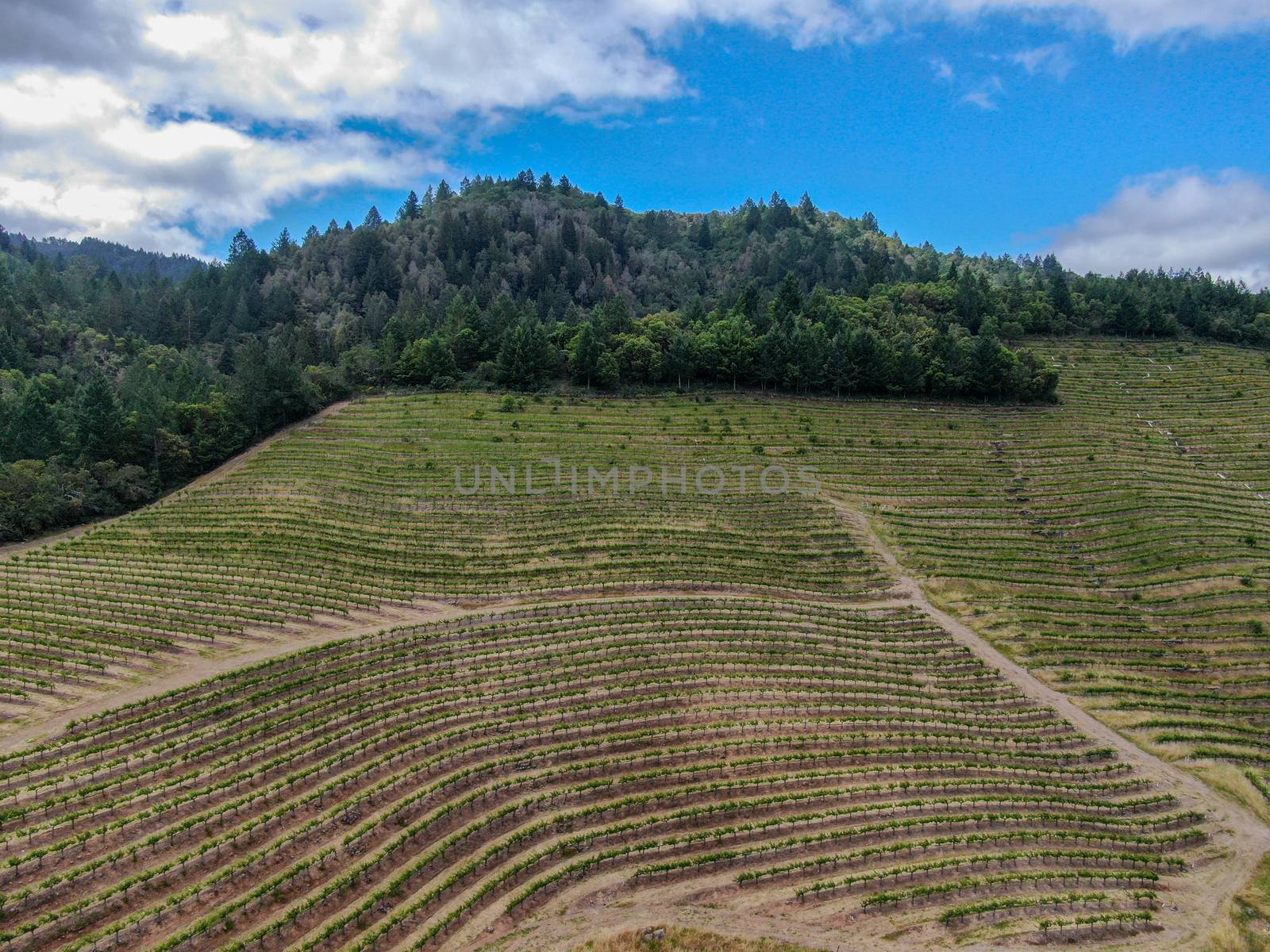 Aerial view of Napa Valley vineyard landscape during summer season. Napa County, in California's Wine Country.