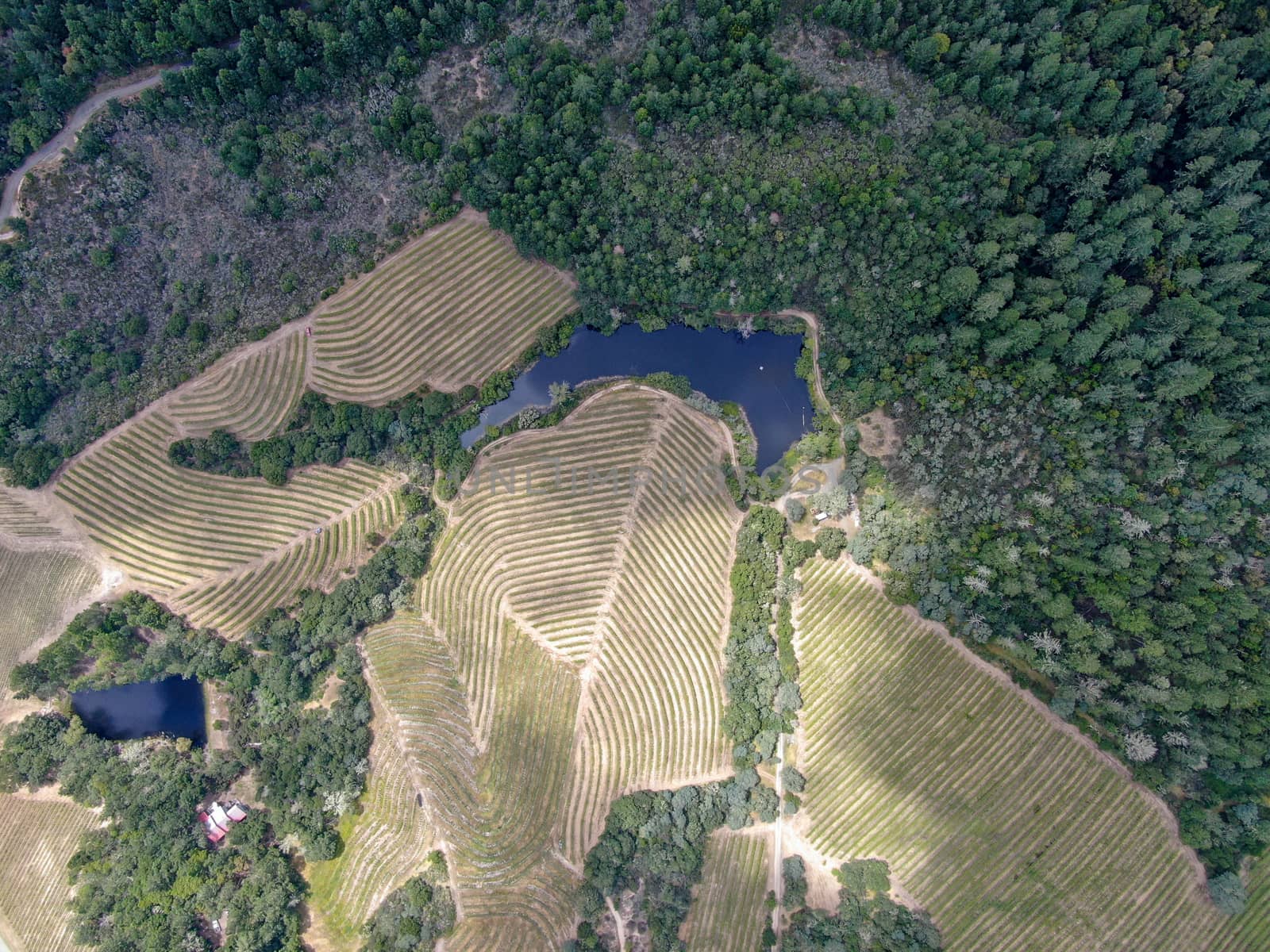 Aerial top view of Napa Valley vineyard landscape during summer season. Napa County, in California's Wine Country.
