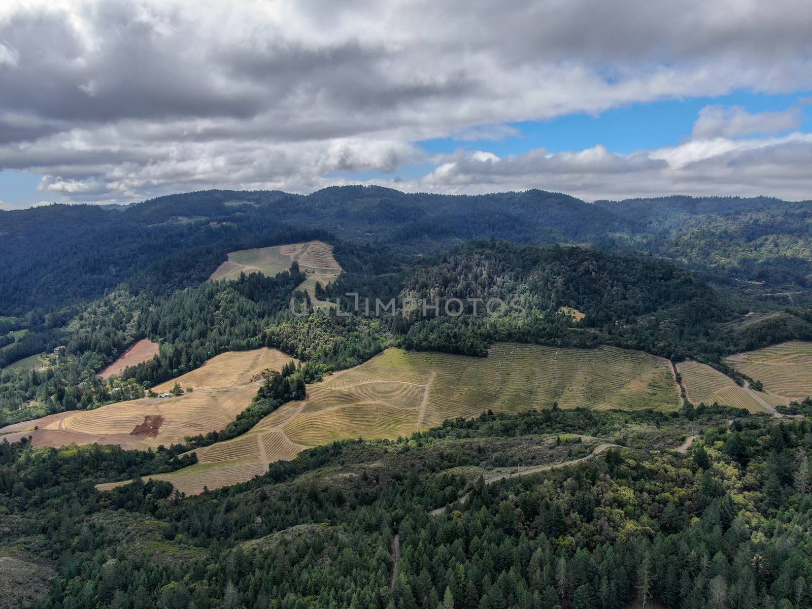 Aerial view of Napa Valley vineyard landscape during summer season. Napa County, in California's Wine Country.