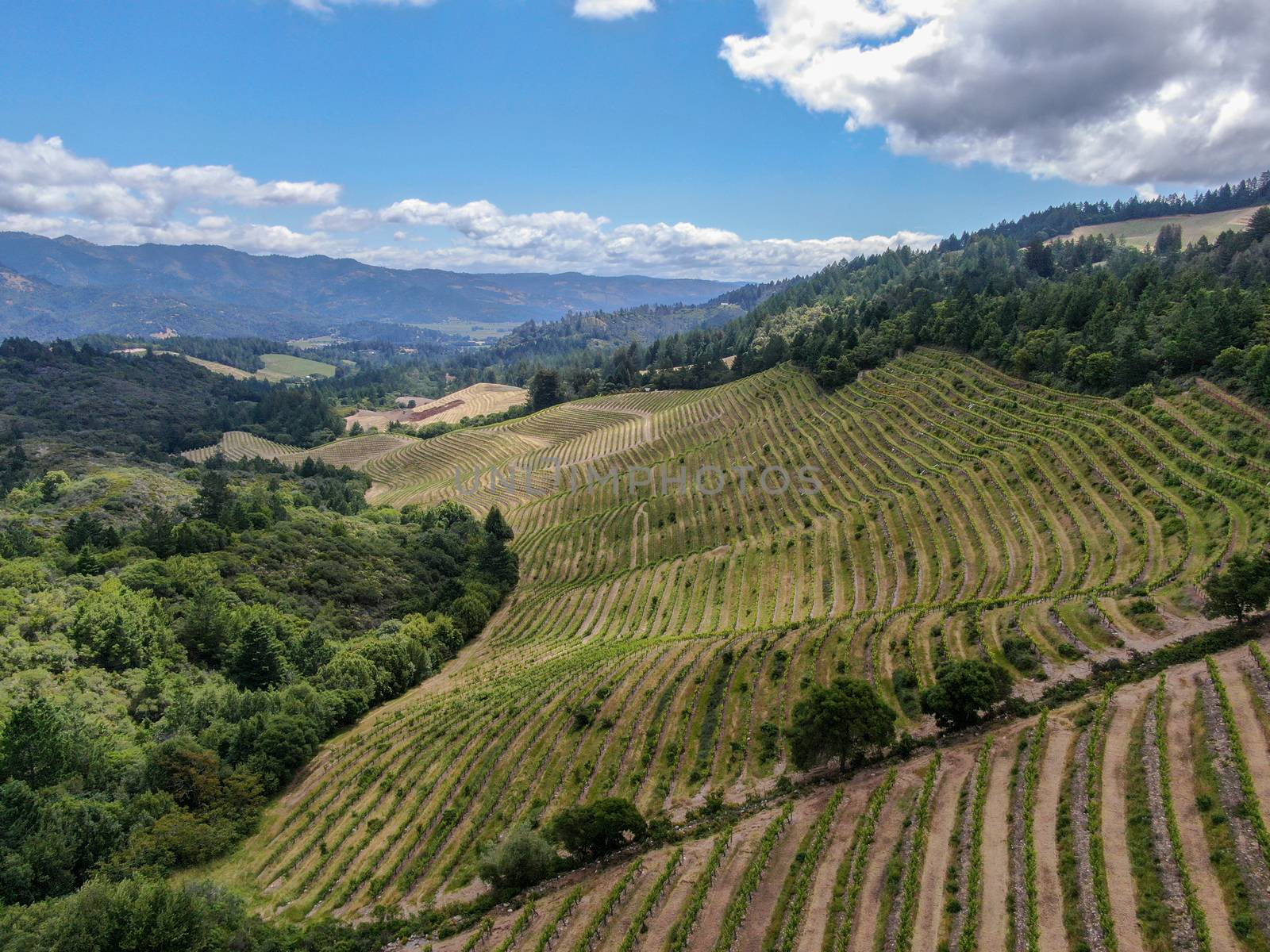 Aerial view of Napa Valley vineyard landscape during summer season. Napa County, in California's Wine Country.