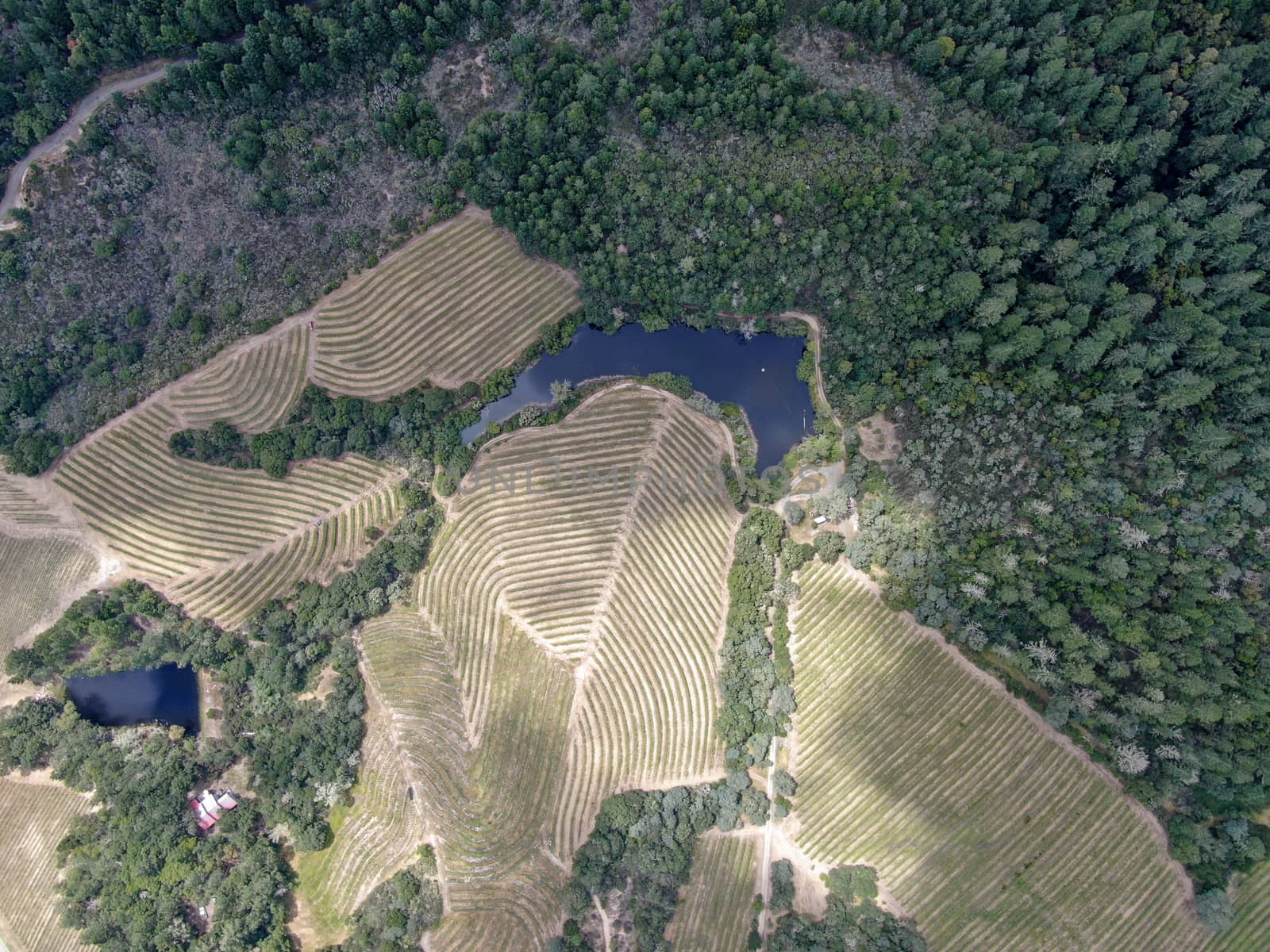 Aerial top view of Napa Valley vineyard landscape  by Bonandbon