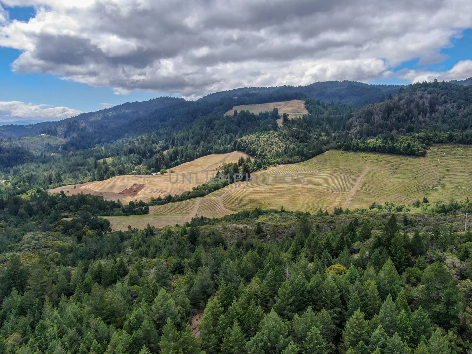 Aerial view of Napa Valley vineyard landscape  by Bonandbon