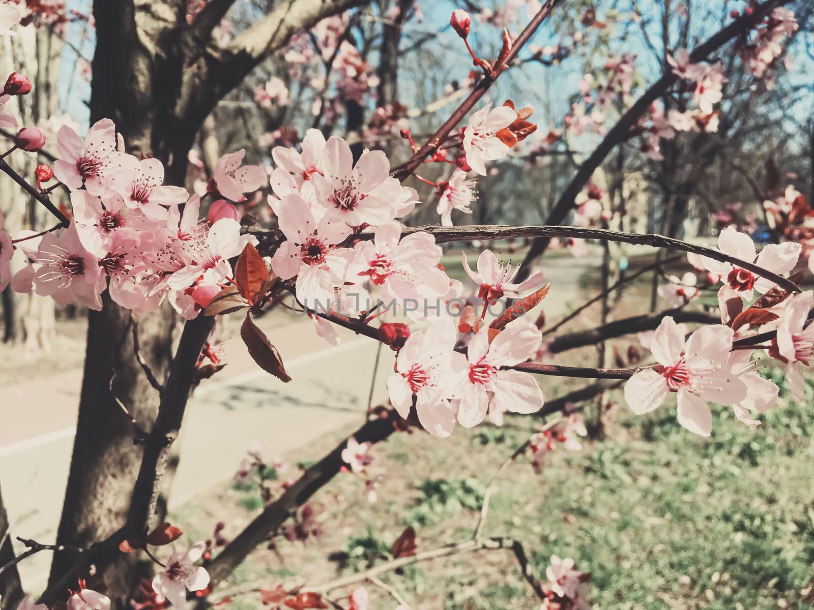 Vintage background of apple tree flowers bloom, floral blossom in sunny spring