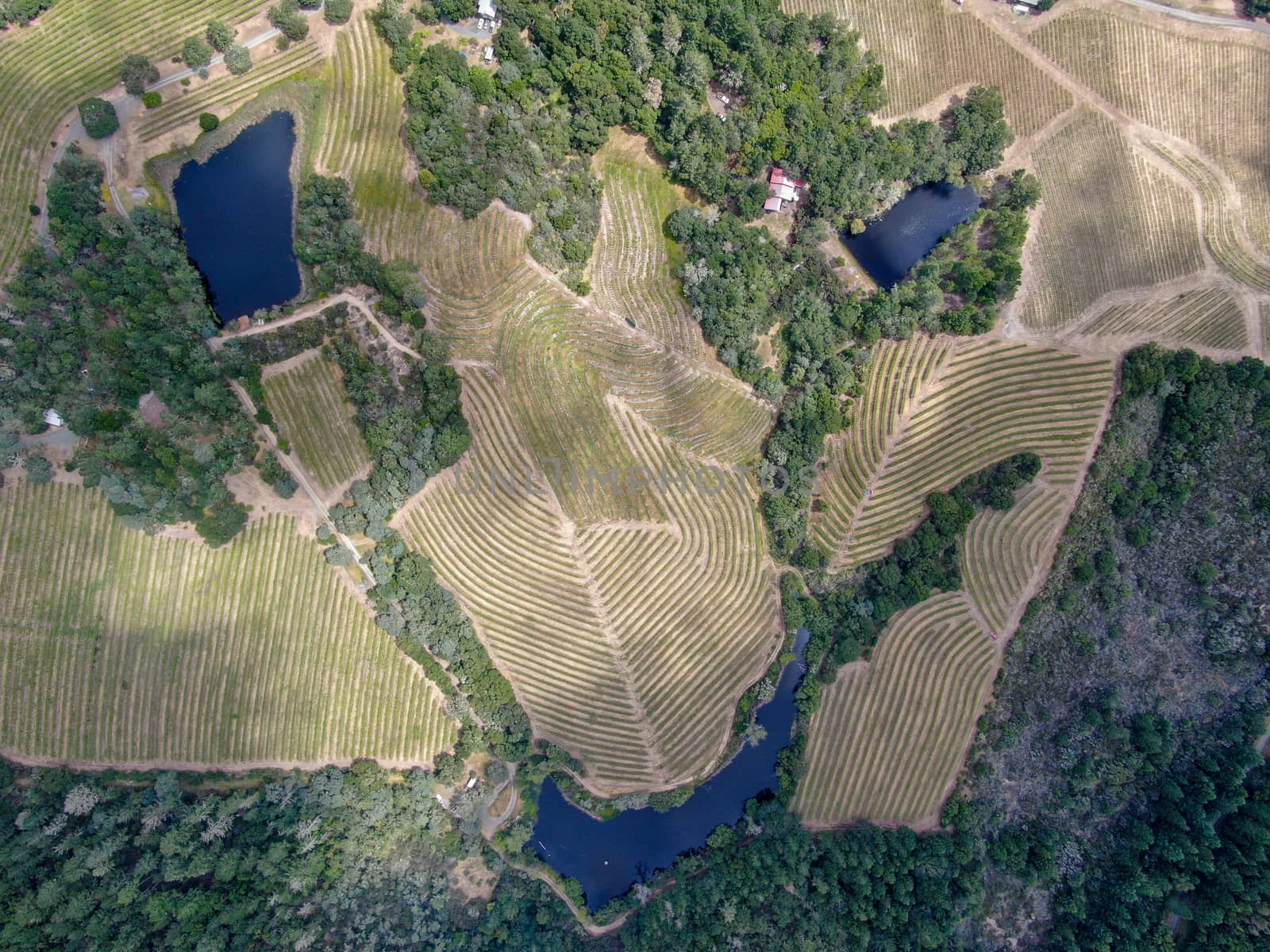 Aerial top view of Napa Valley vineyard landscape during summer season. Napa County, in California's Wine Country.