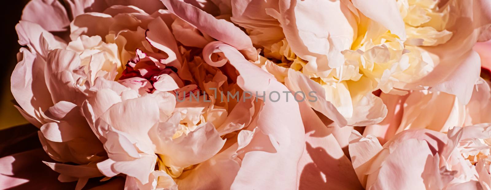 Peony flowers as luxury floral background, wedding decoration and event branding by Anneleven