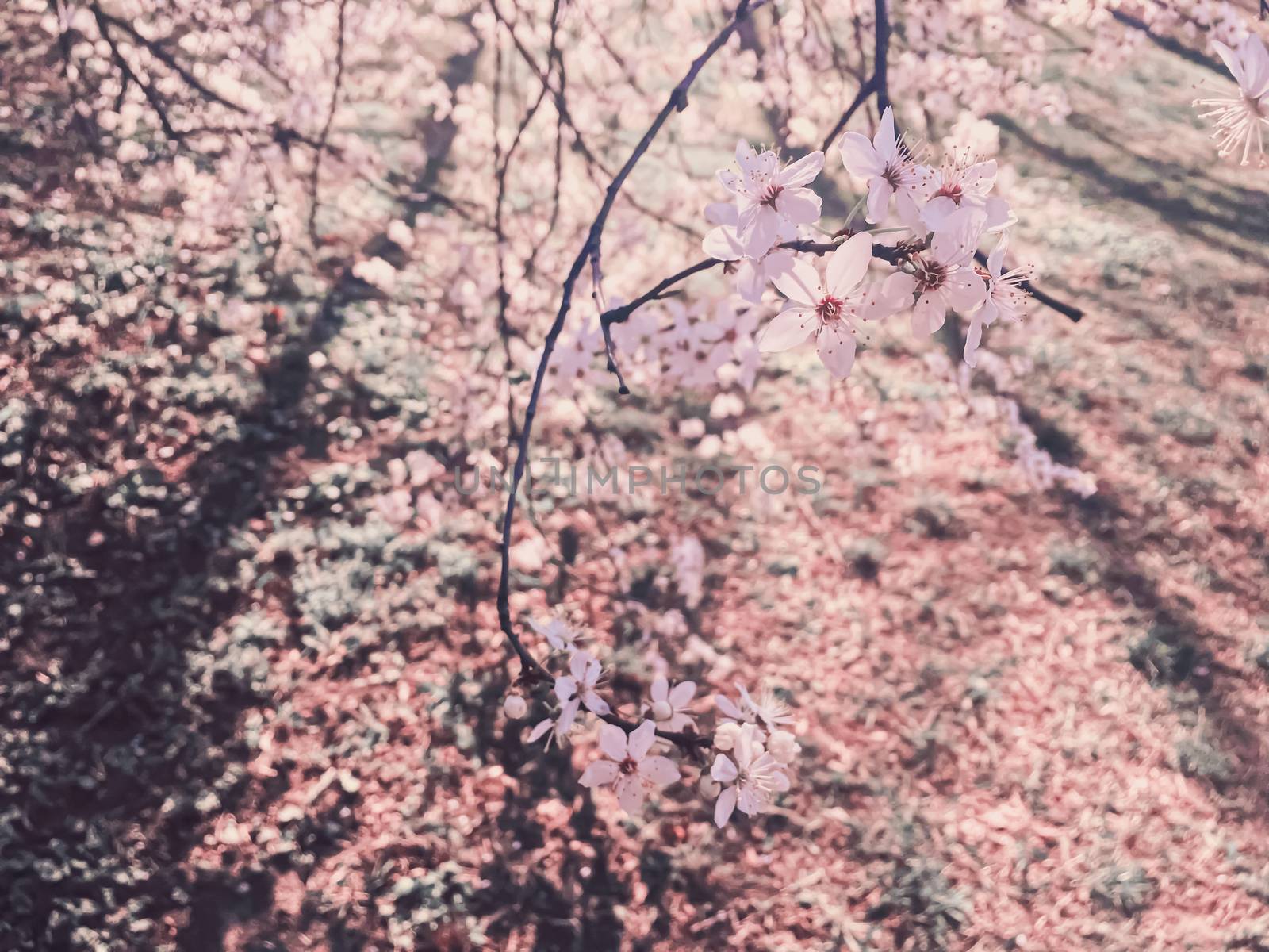 Blooming apple tree flowers in spring as floral background by Anneleven