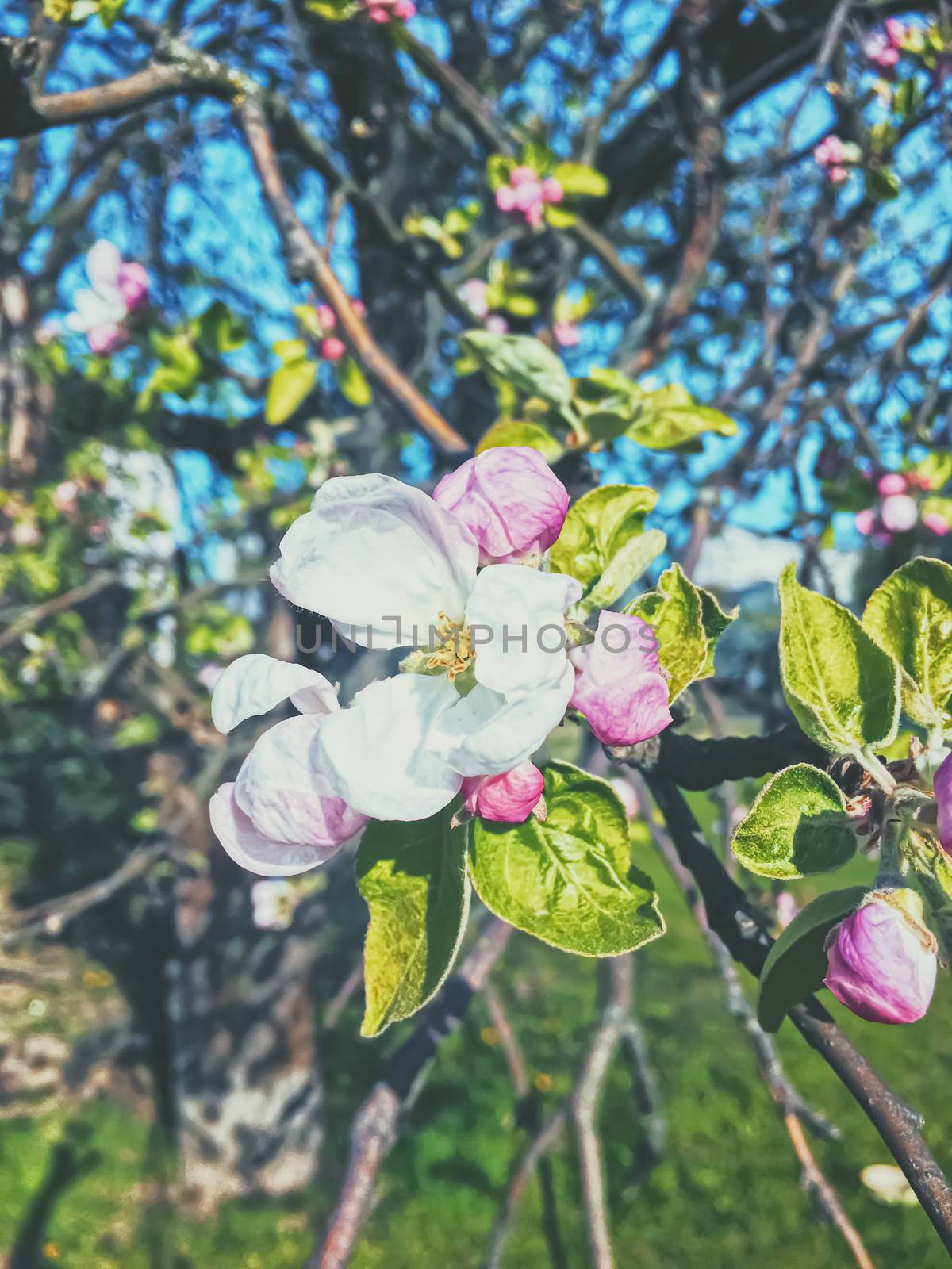 Blooming apple tree flowers in spring as floral background by Anneleven