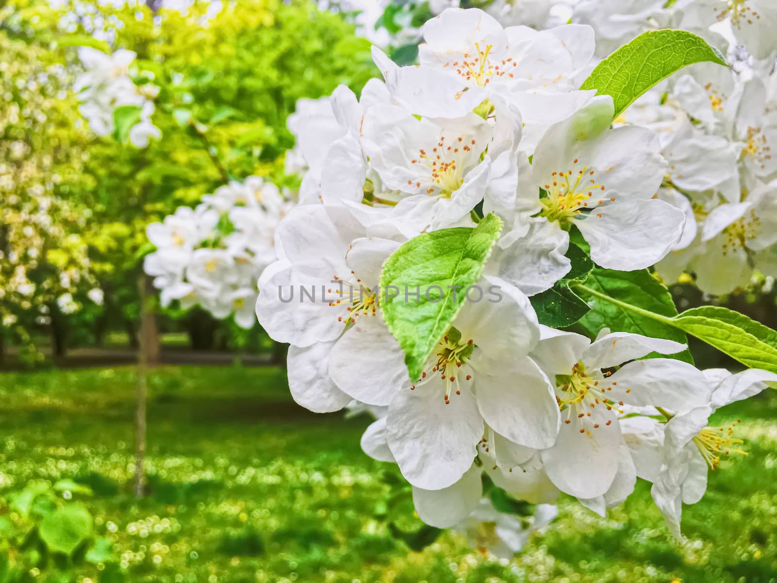 Blooming apple tree flowers in spring garden as beautiful nature landscape, plantation and agriculture scenery