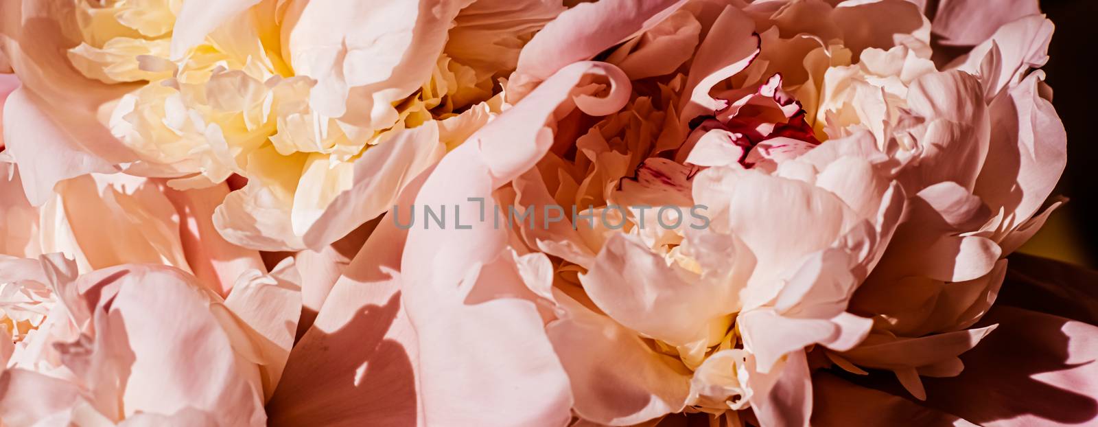 Peony flowers as luxury floral background, wedding decoration and event branding design