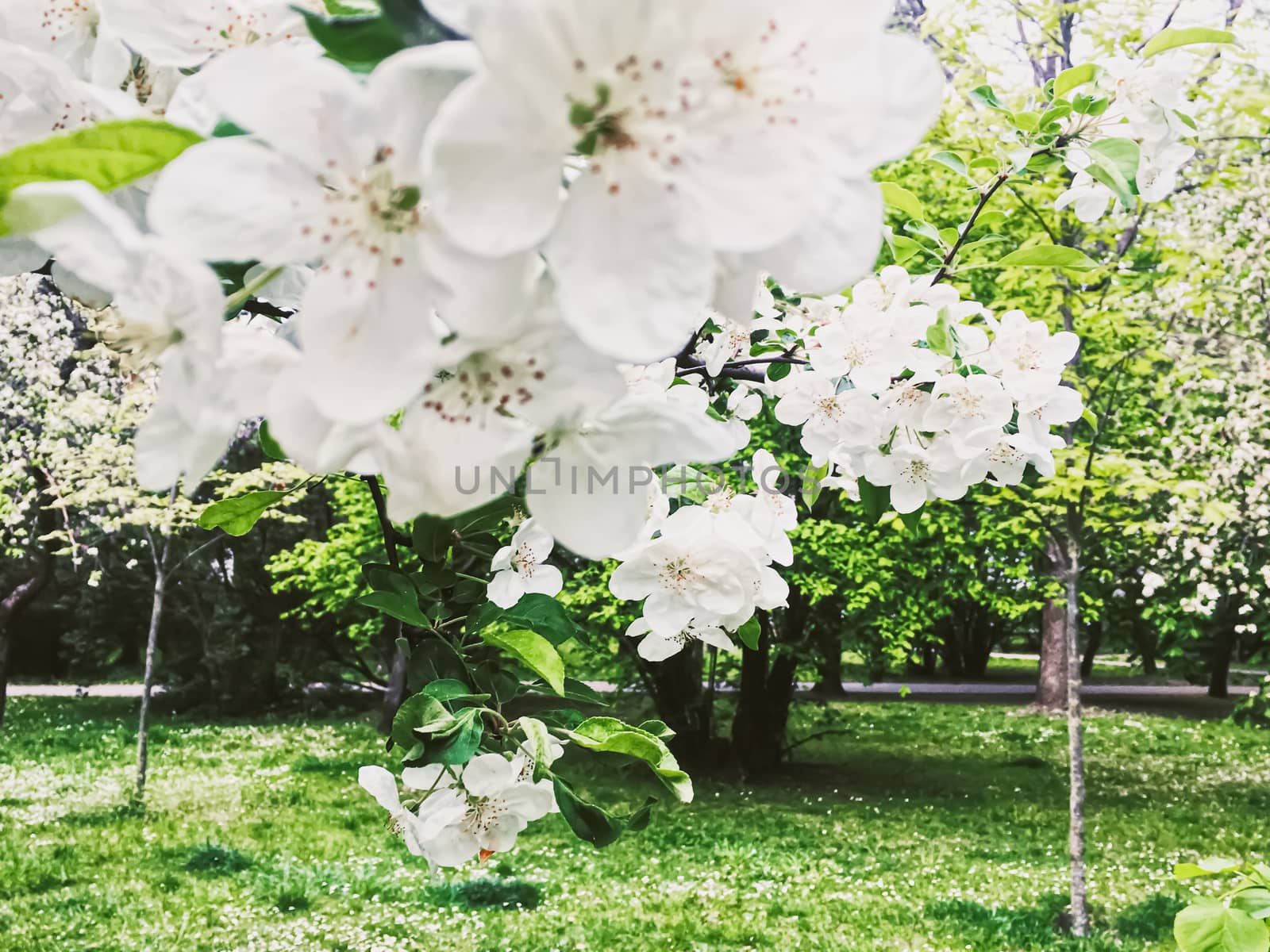 Blooming apple tree flowers in spring garden as beautiful nature landscape, plantation and agriculture scenery