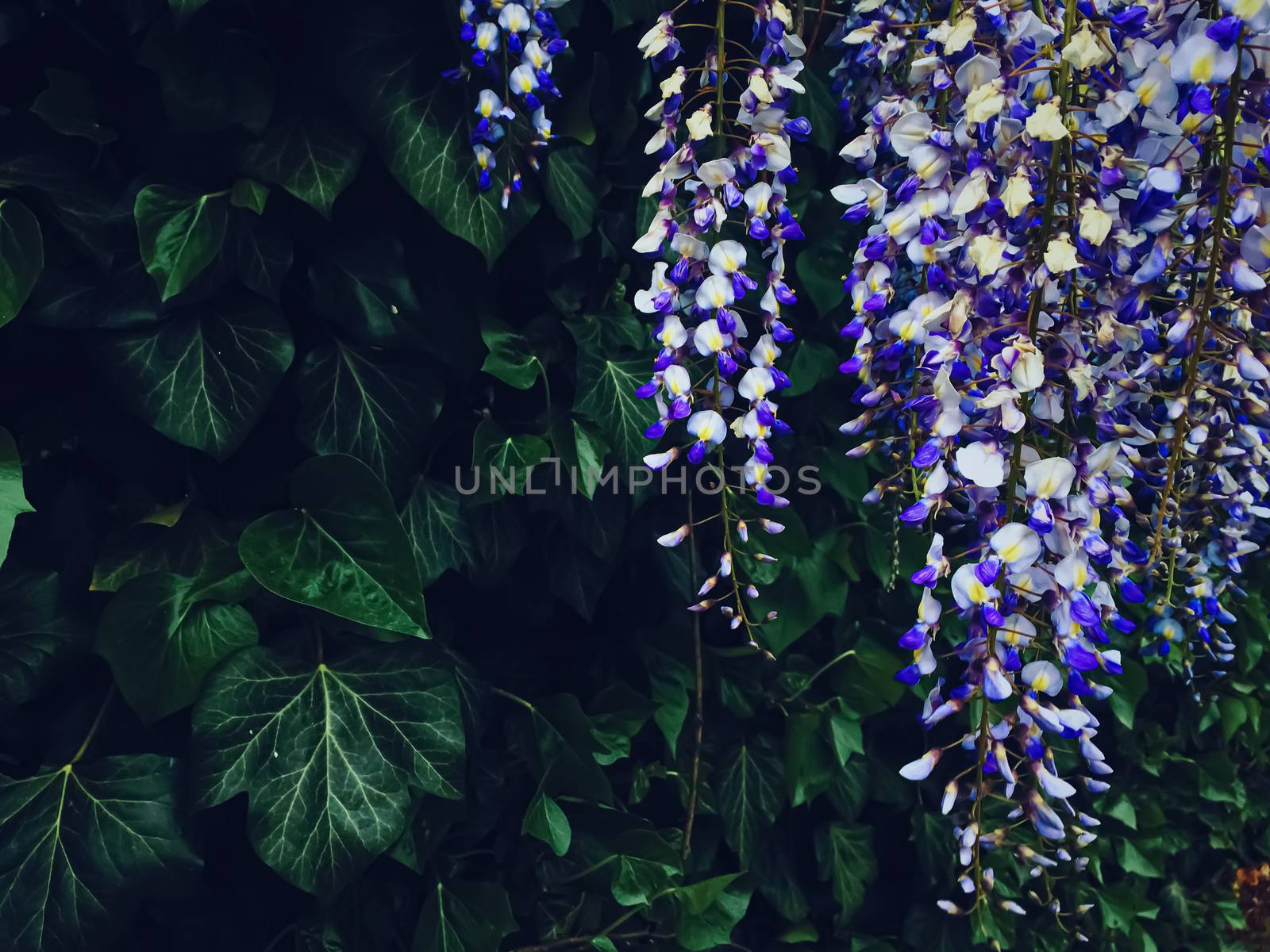 Blue wisteria flowers and leaves in botanical garden as floral background, nature and flowering scenery