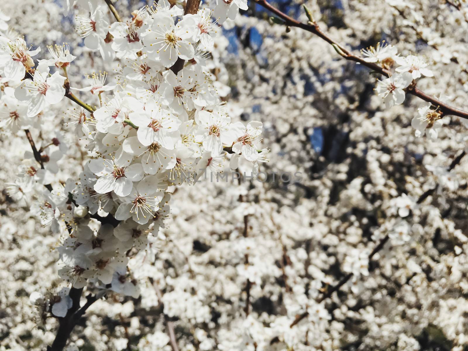 Blooming apple tree flowers in spring as floral background by Anneleven