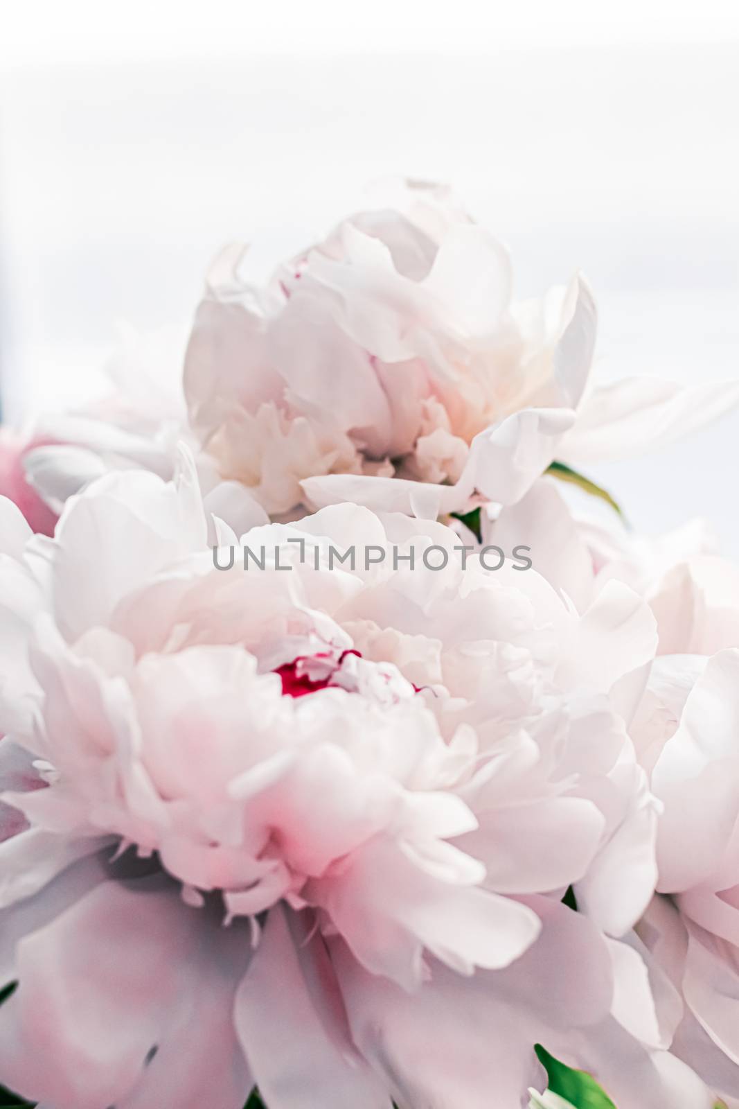 Bouquet of peony flowers as luxury floral background, wedding decoration and event branding by Anneleven