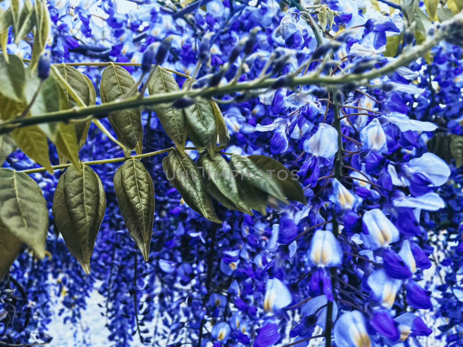 Blue wisteria flowers and leaves in botanical garden as floral background, nature and flowering scenery