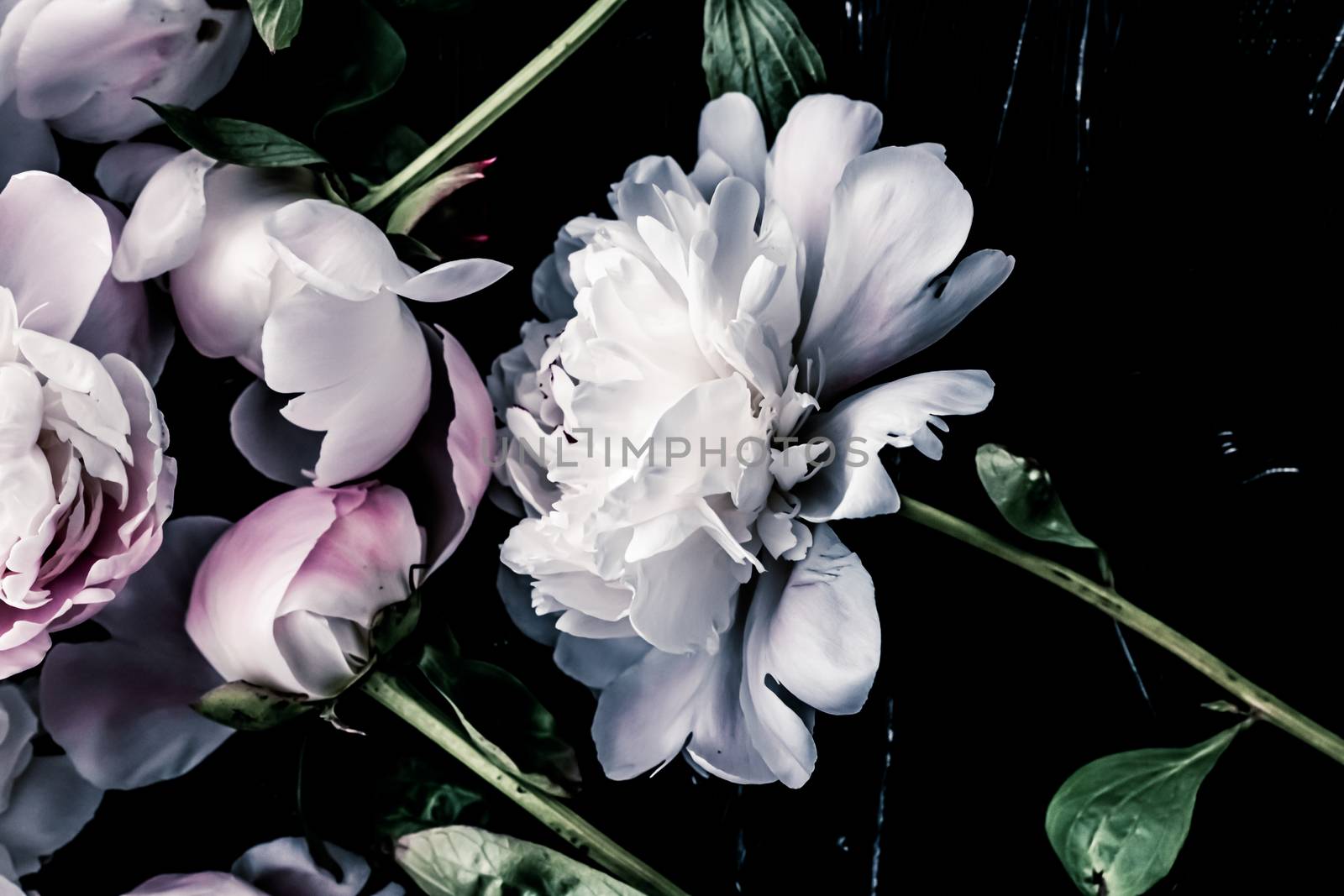 Pastel peony flowers as floral art background, botanical flatlay and luxury branding by Anneleven