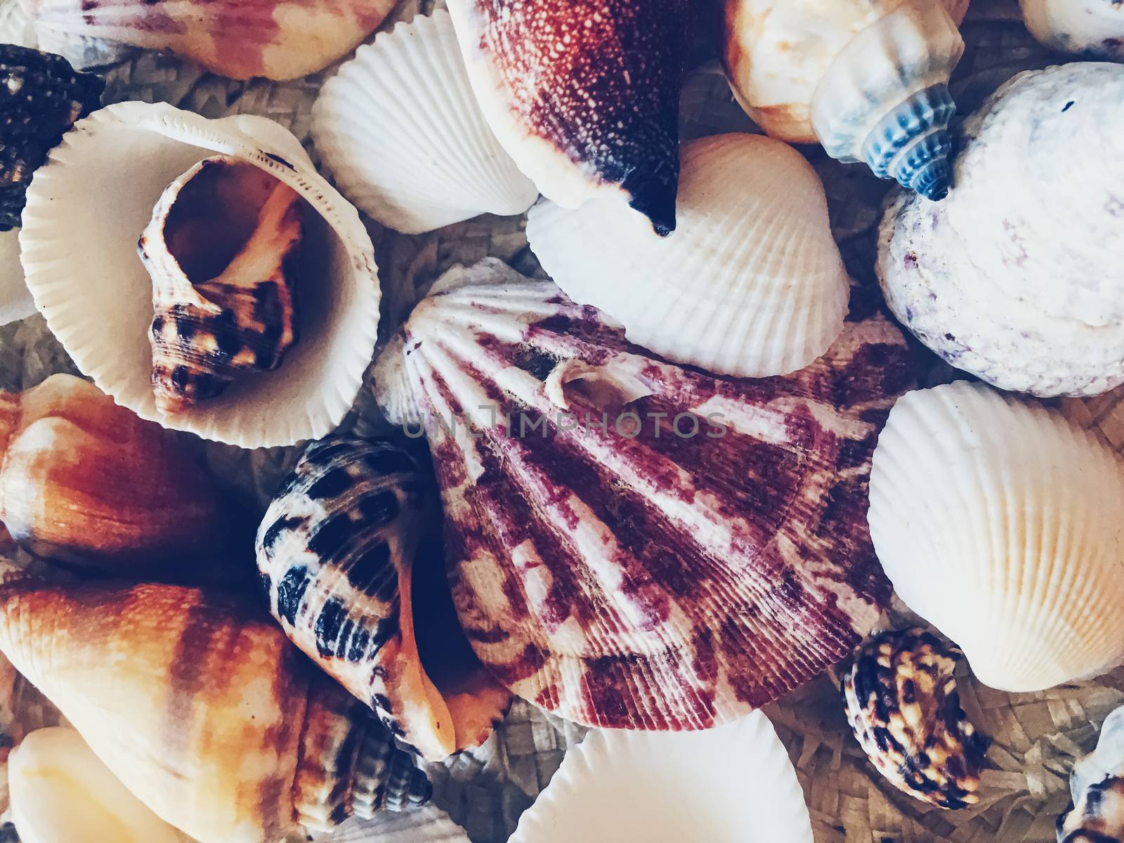 Seashells as summer coastal background, nature and travel by Anneleven