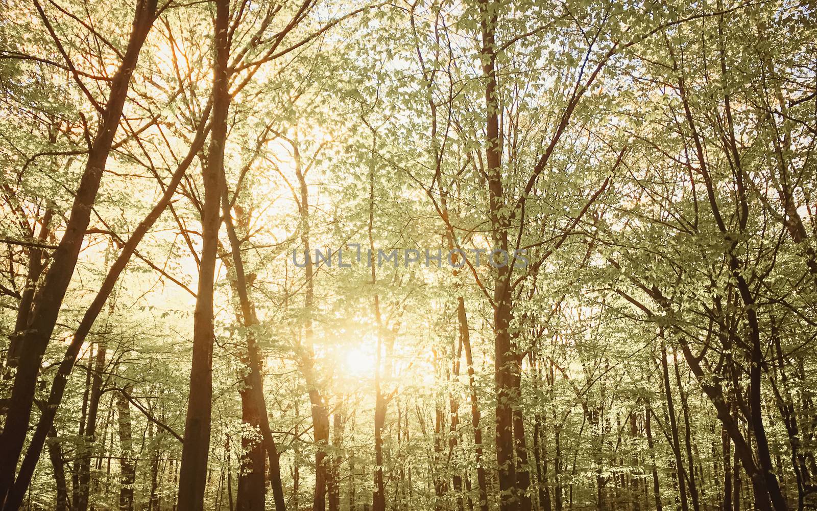 Spring forest landscape at sunset or sunrise, nature and environment