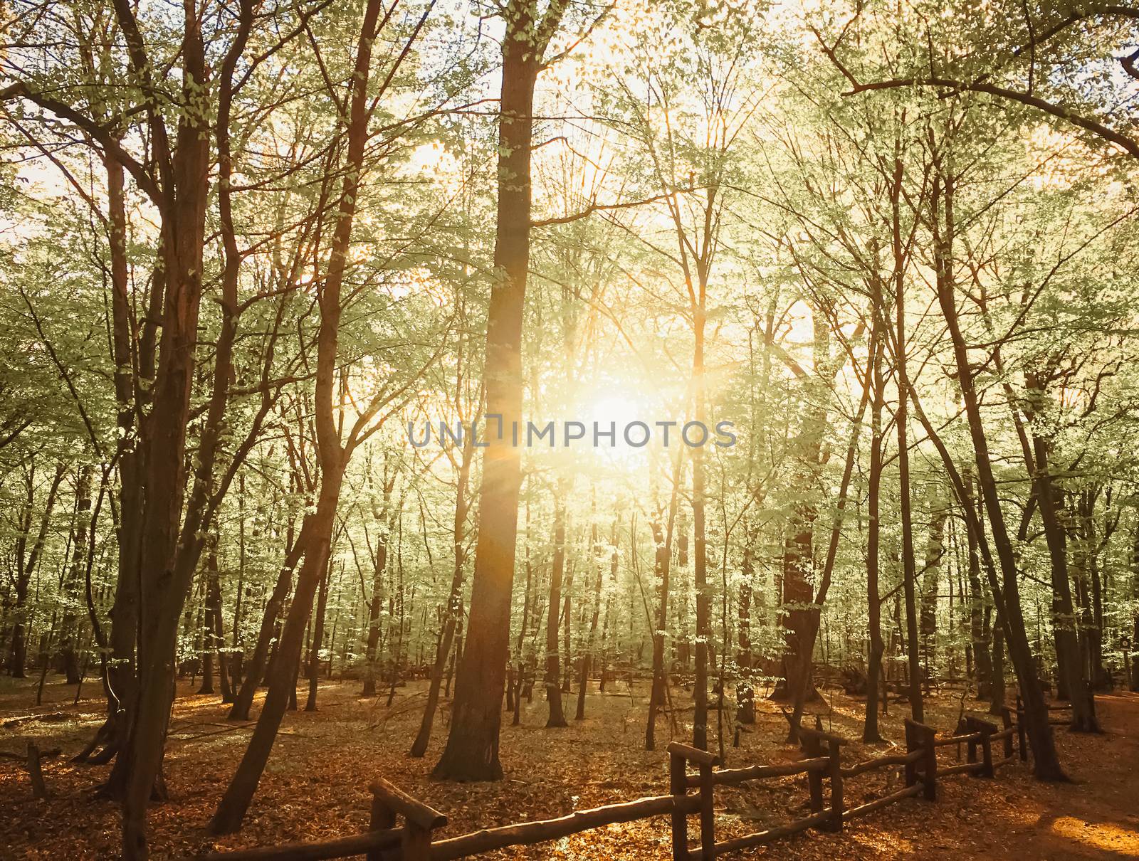 Spring forest landscape at sunset or sunrise by Anneleven