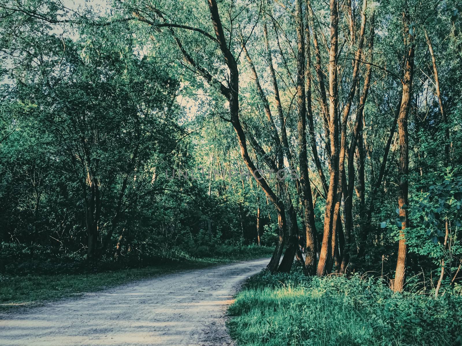 Mystery woods as wilderness landscape, amazing trees in green forest, nature and environment by Anneleven