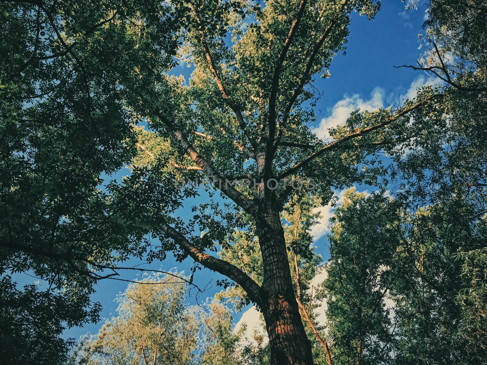 Mystery woods as wilderness landscape, amazing trees in green forest, nature and environment by Anneleven