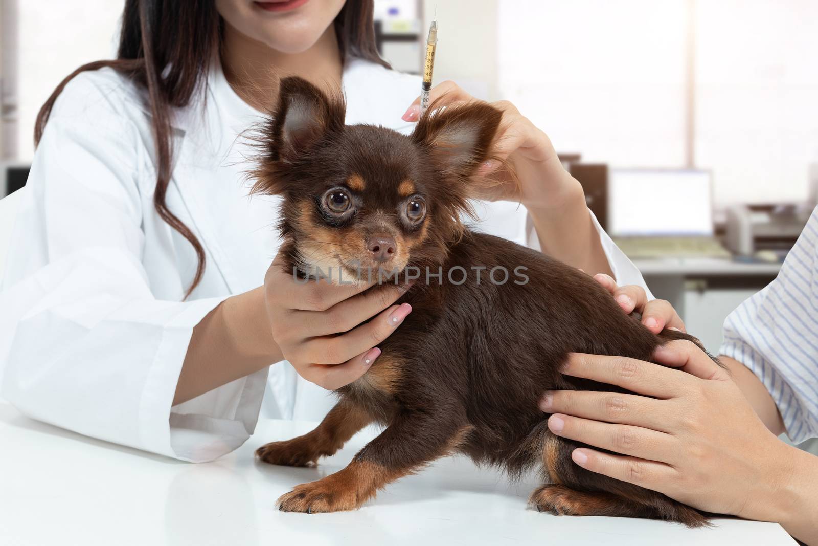vet doctor is examining the dog and treating it by injecting medicine in clinic with the pet owner next to it. pet care concept by asiandelight