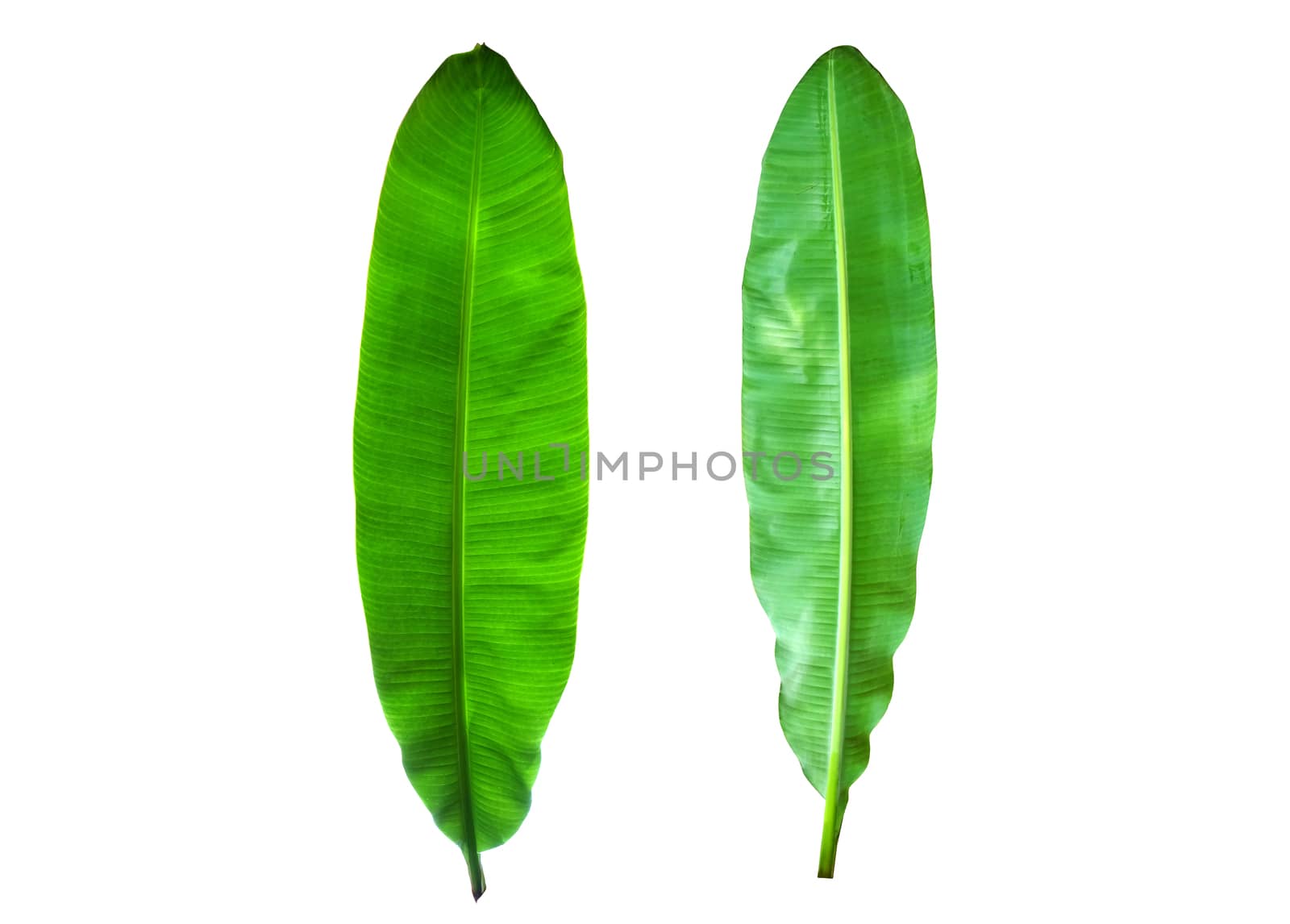 Banana leaves  isolated on white background with clipping path