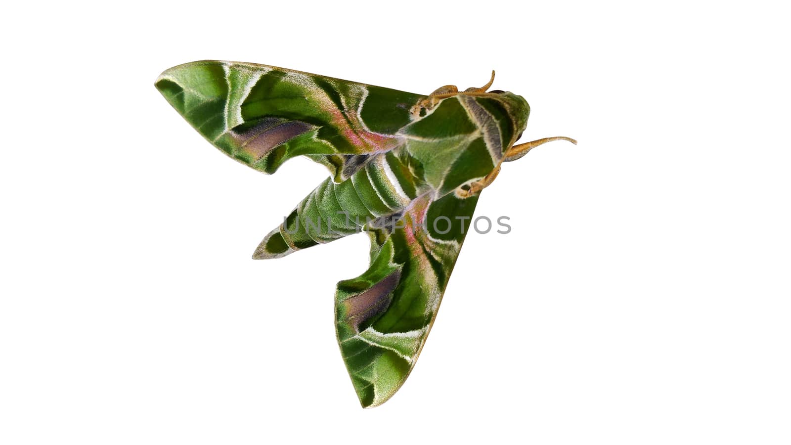 Daphnis nerii The Oleander Hawk-moth isolated on white background with clipping path
