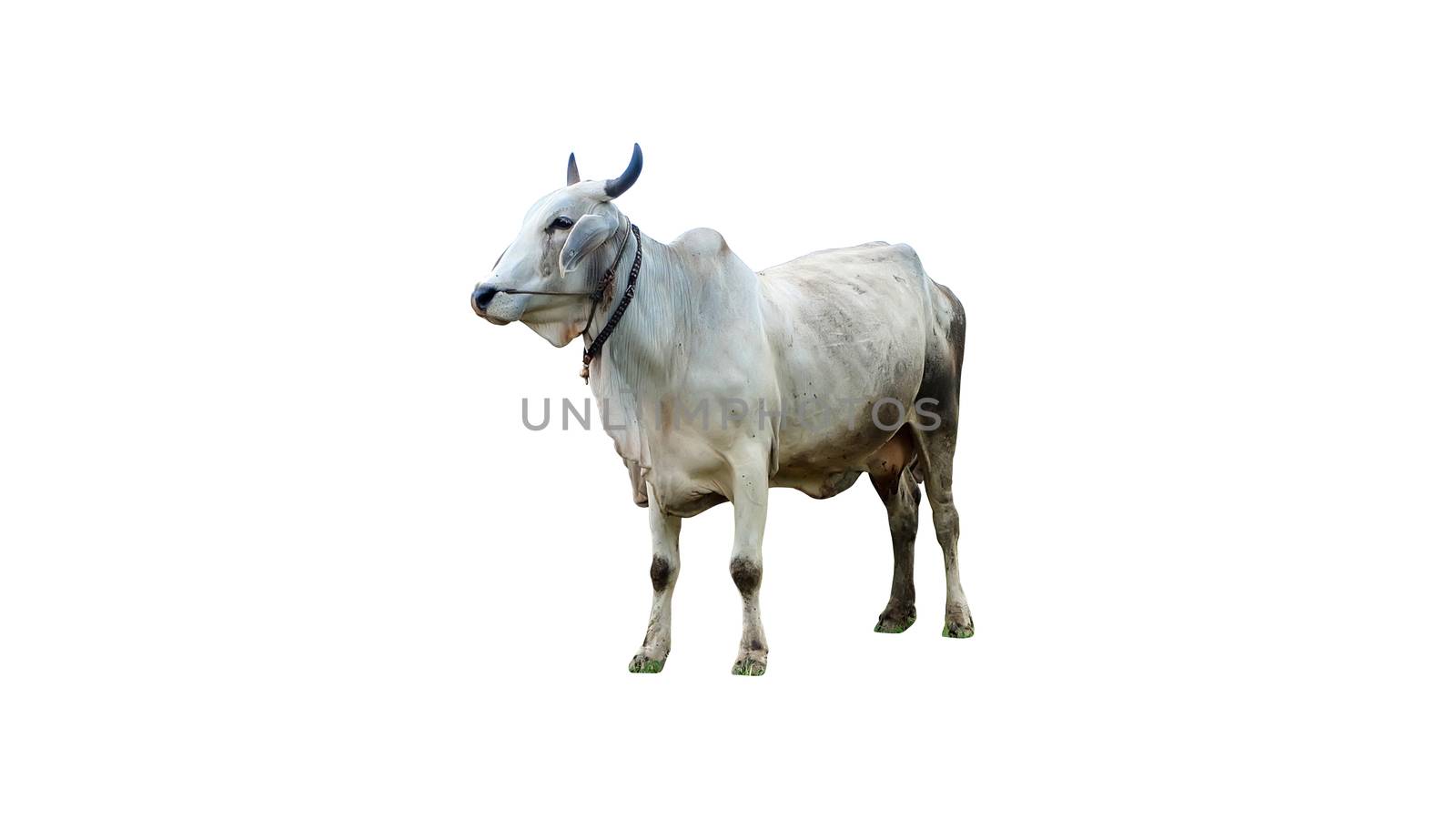 Cow isolated on white background with clipping path