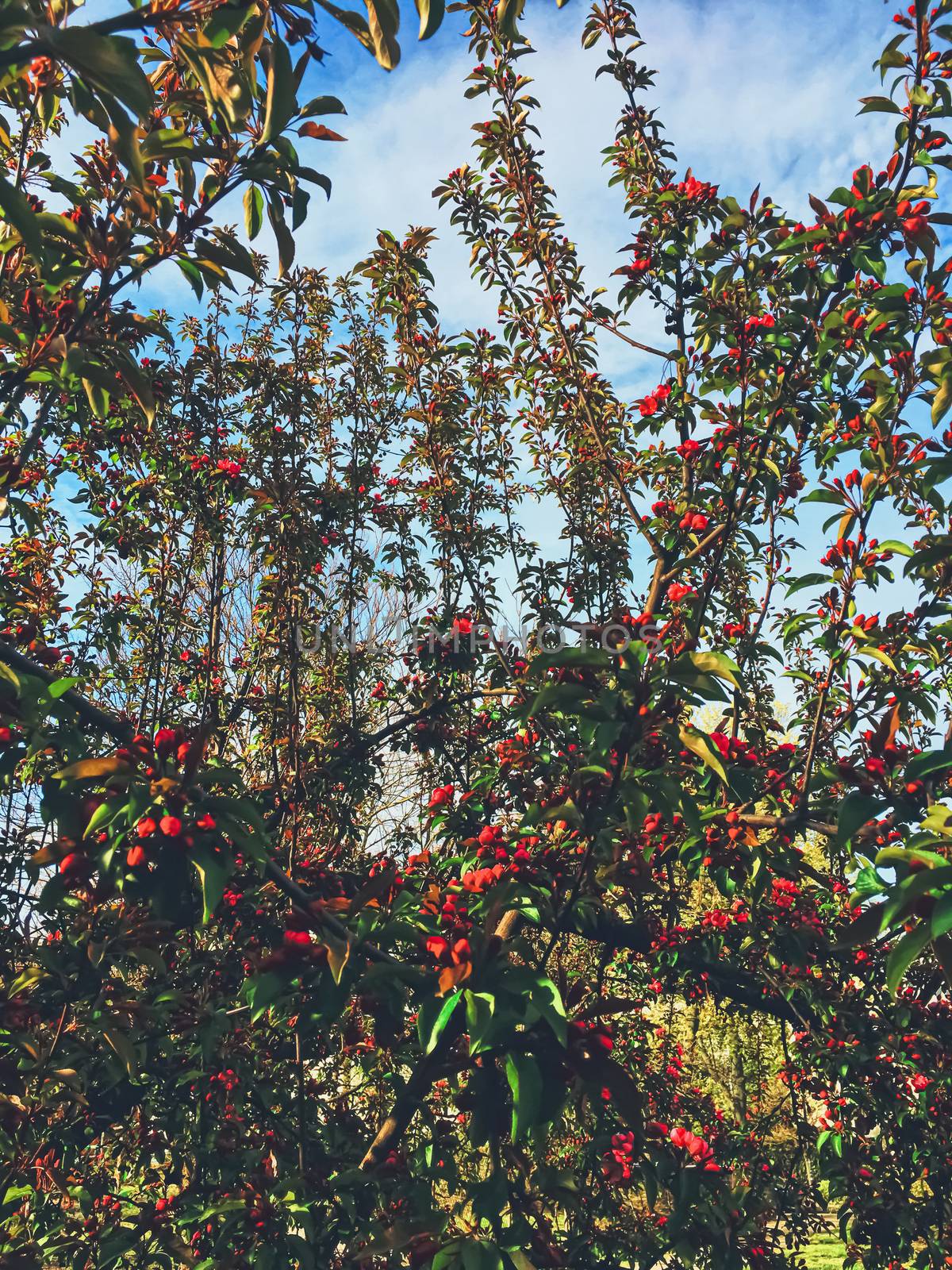 Red berries on tree at sunset in spring by Anneleven