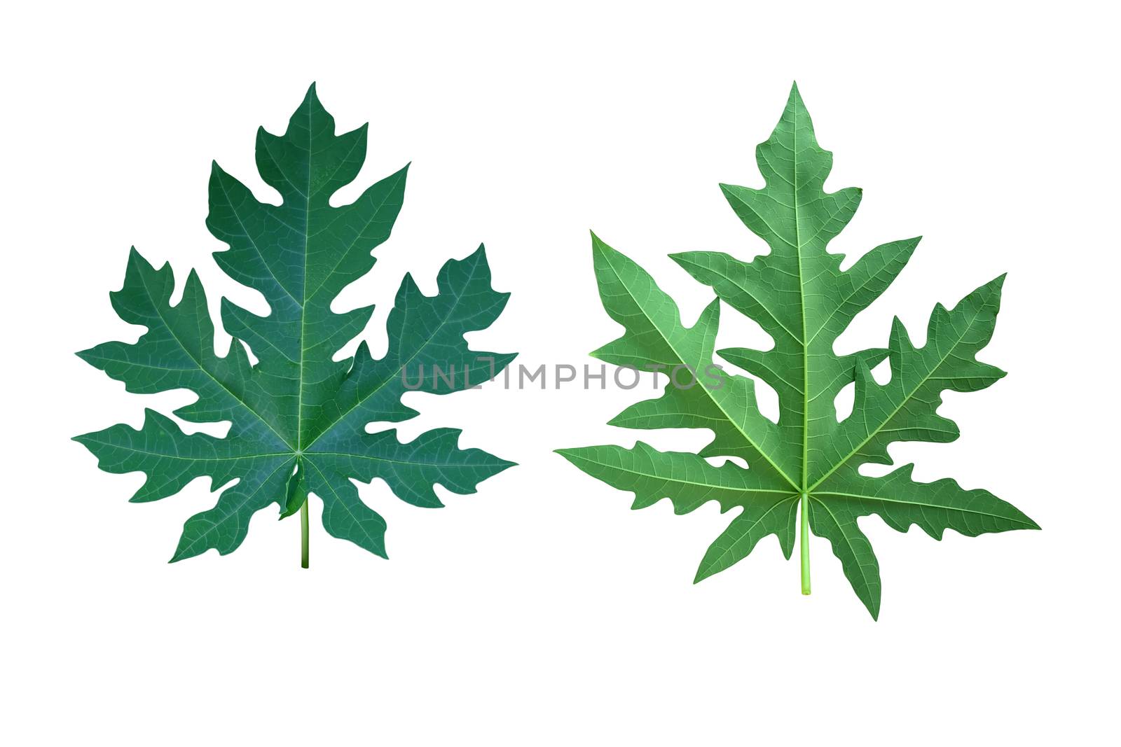 Papaya leaves  isolated on white background with clipping path by cyberspace