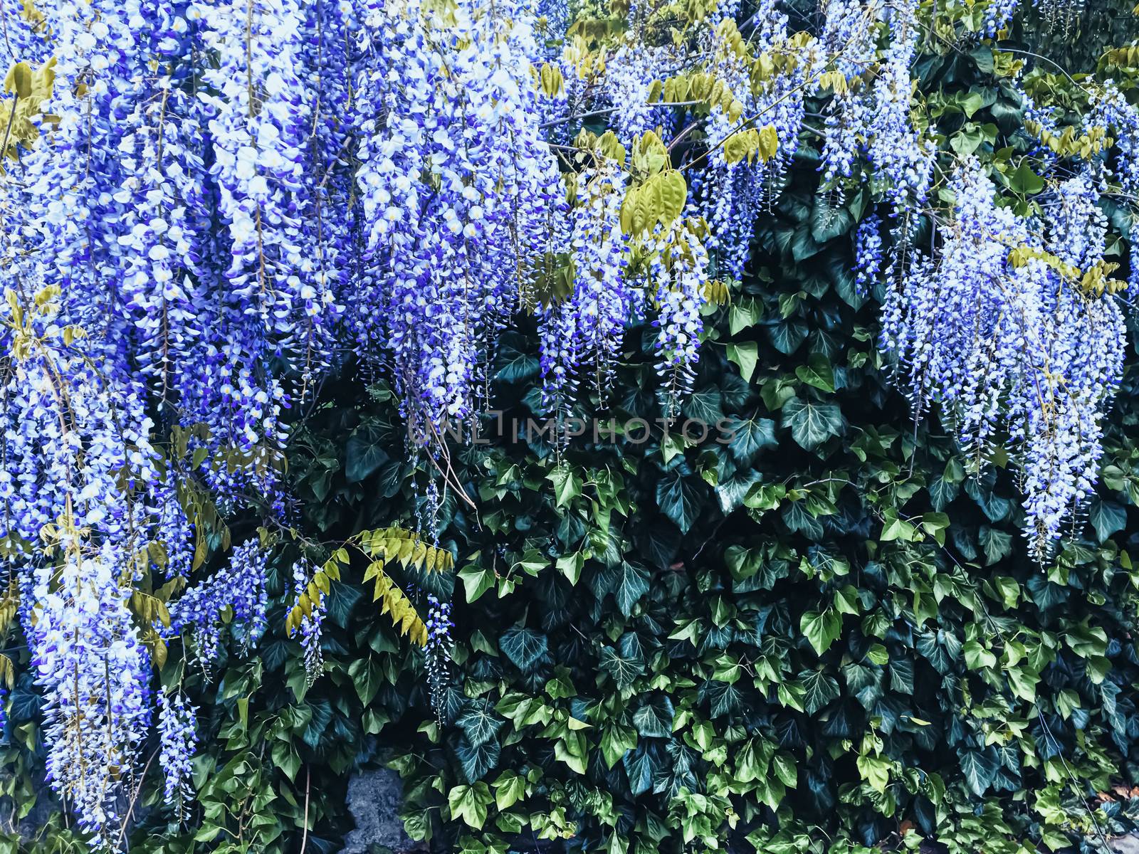 Blue wisteria flowers and leaves in botanical garden as floral background, nature and flowering scenery