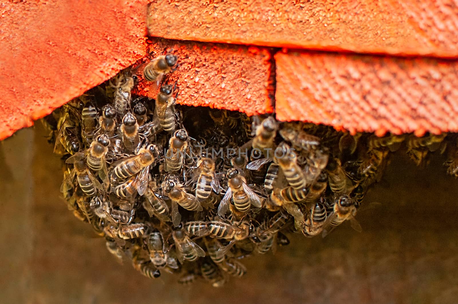 Group of bees at entrance of artificial beehive by KajaNi