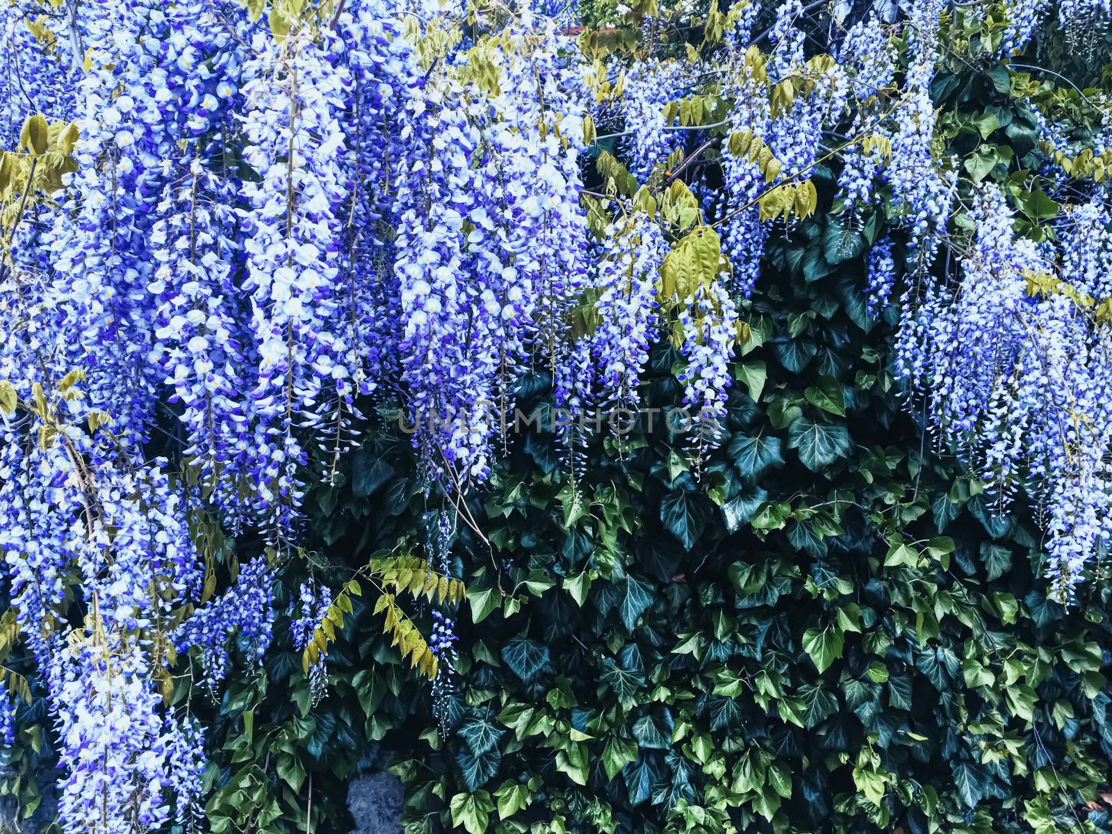 Blue wisteria flowers and leaves in botanical garden as floral background, nature and flowering by Anneleven