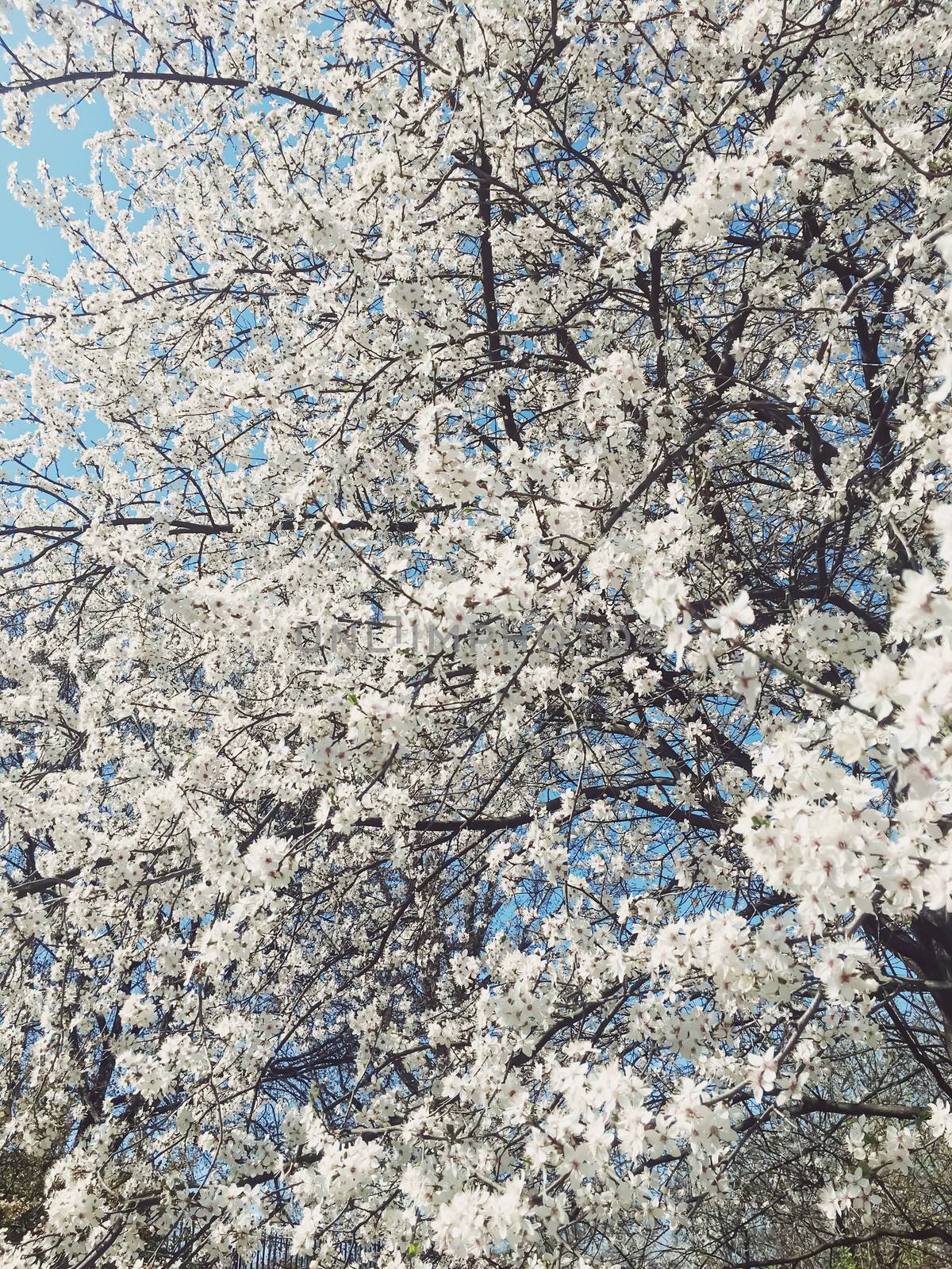 Blooming apple tree flowers in spring as floral background by Anneleven