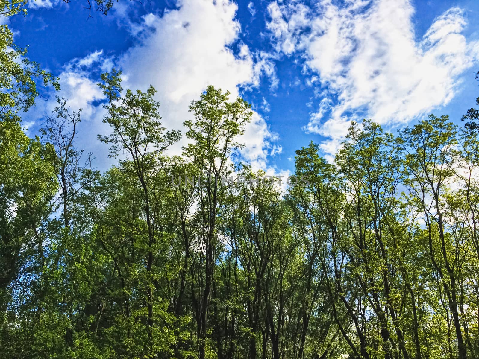 Countryside woods as rural landscape, amazing trees in green forest, nature and environment by Anneleven