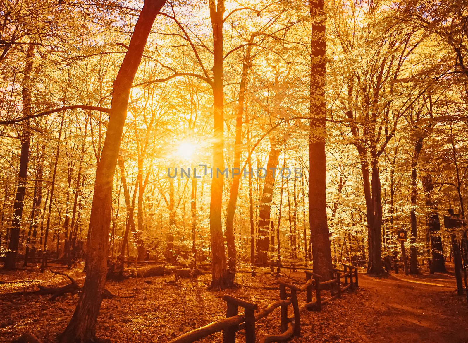 Autumn forest landscape at sunset or sunrise, nature and environment