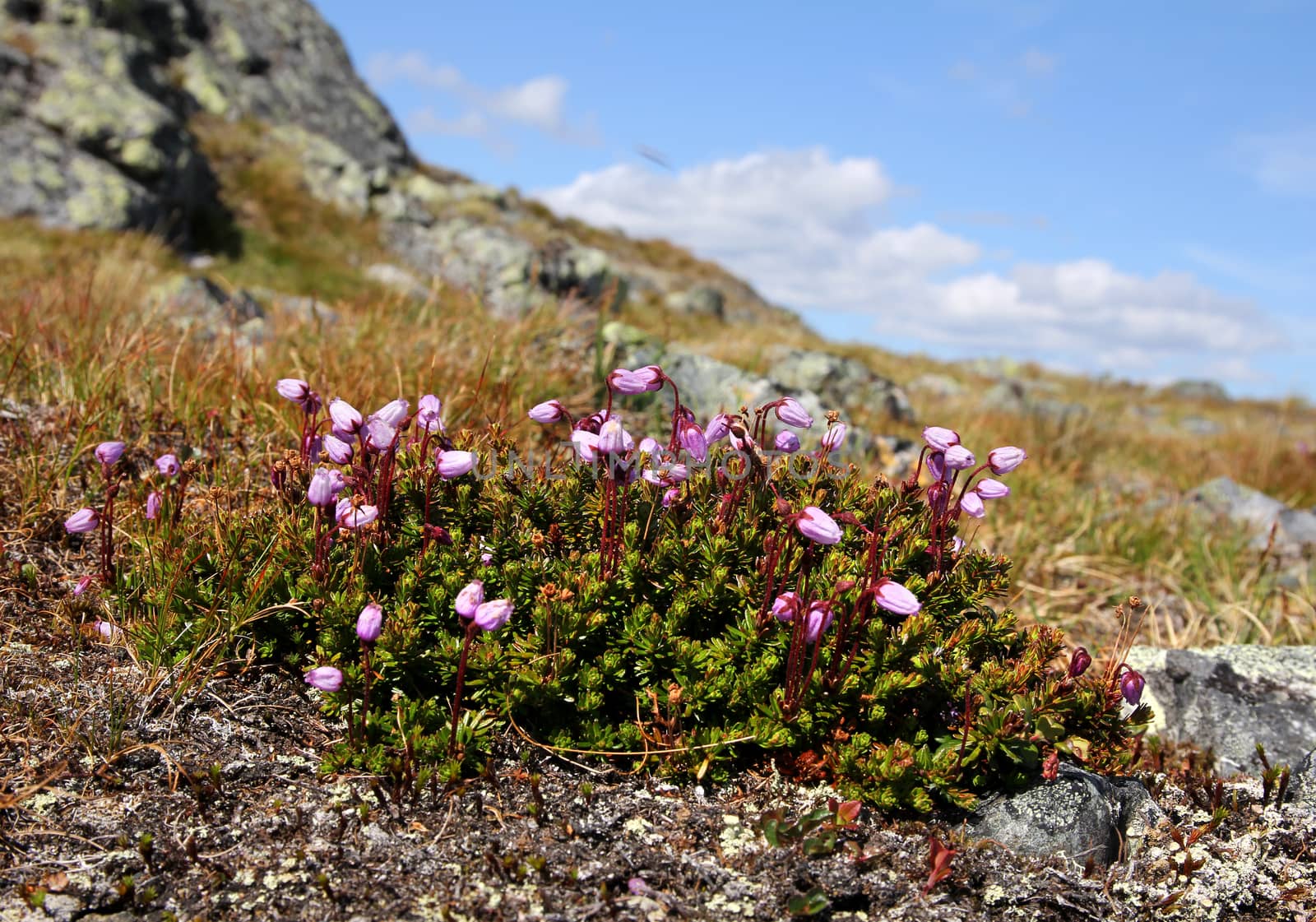 Phyllodoce Caerulea Purple mountain heather growing on Saanatunturi fell in Finnish Lapland