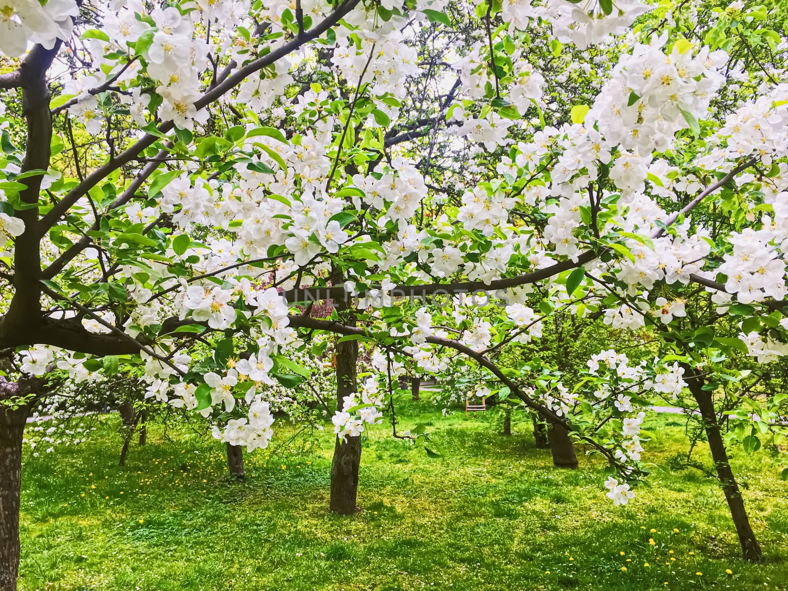 Blooming apple tree flowers in spring garden as beautiful nature landscape, plantation and agriculture by Anneleven