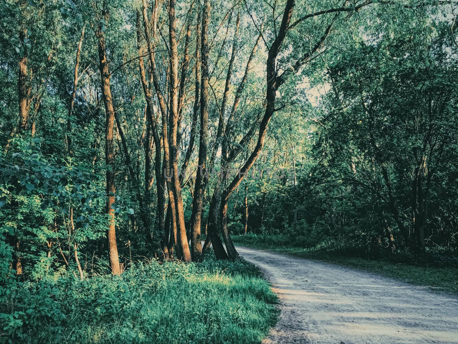 Mystery woods as wilderness landscape, amazing trees in green forest, nature and environment by Anneleven