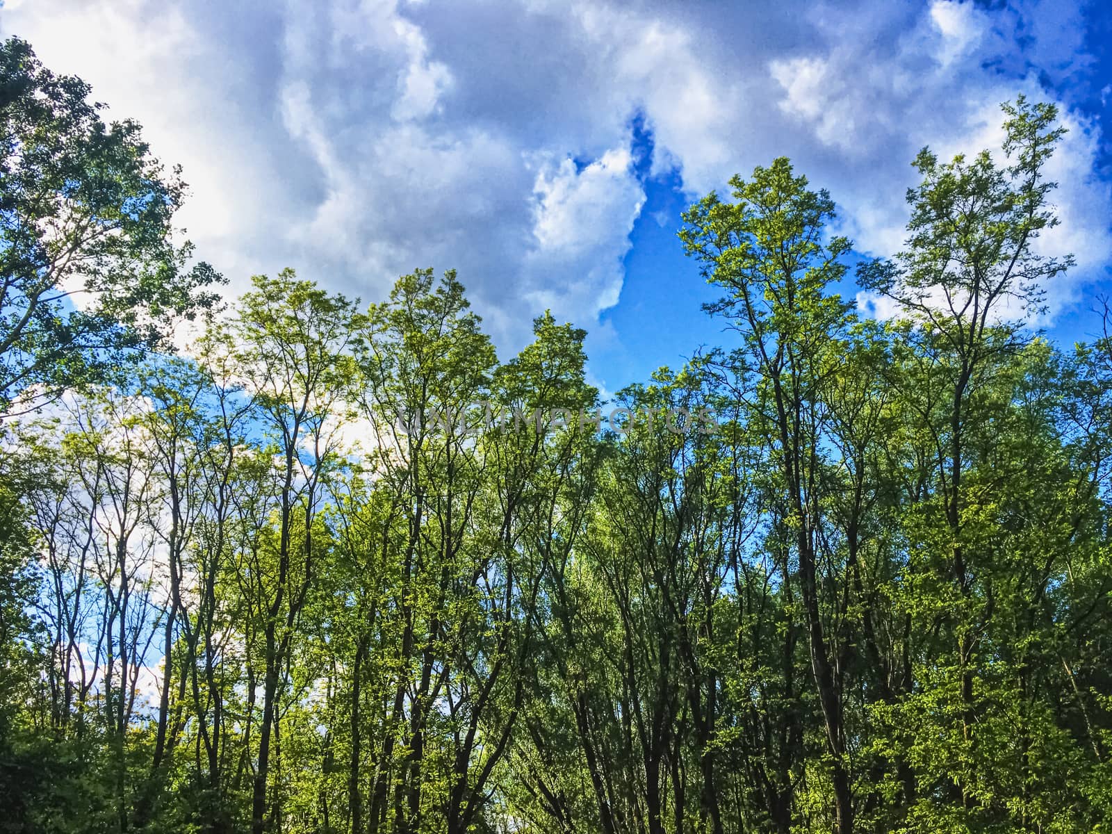 Countryside woods as rural landscape, amazing trees in green forest, nature and environment by Anneleven