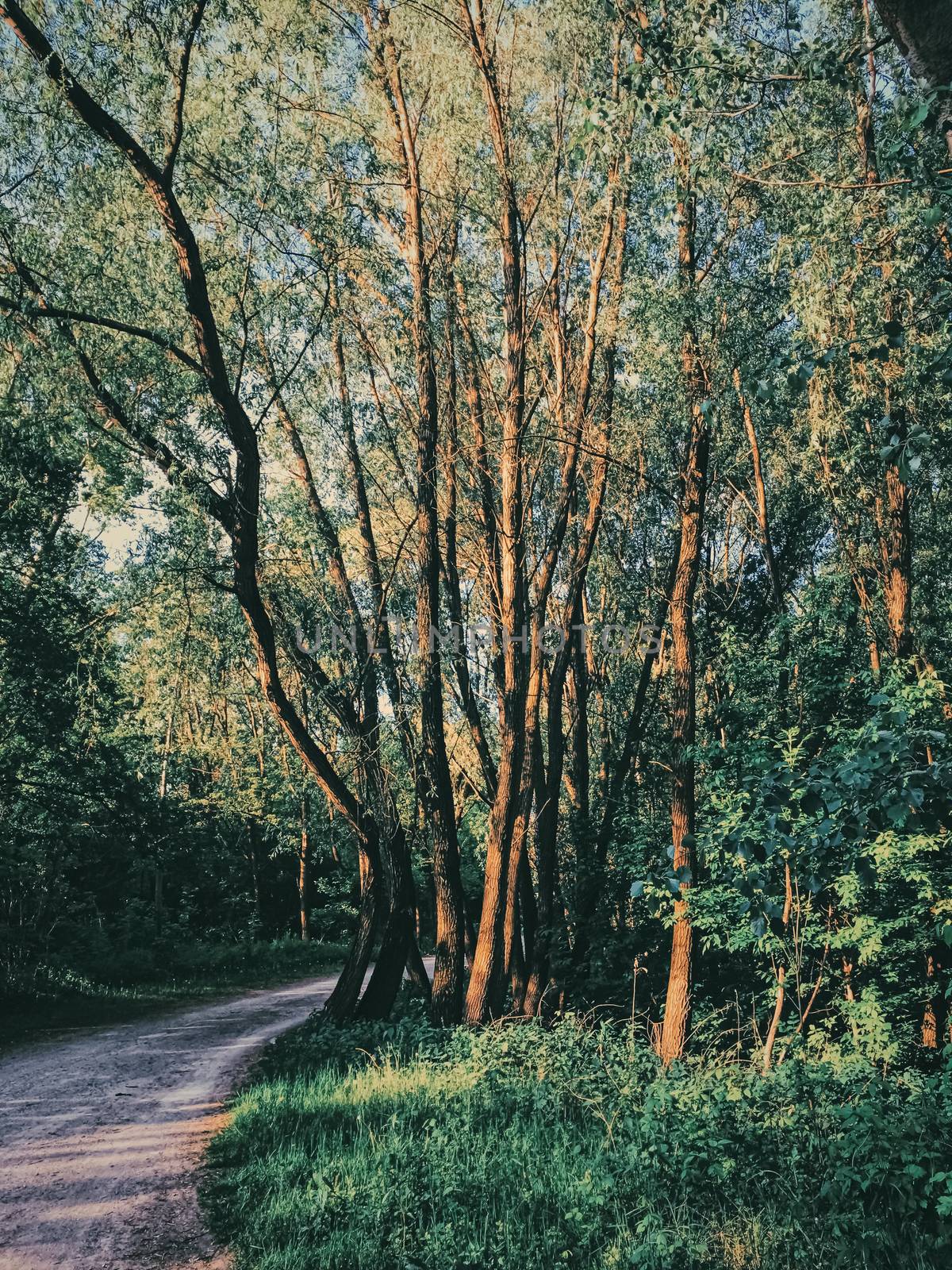 Mystery woods as wilderness landscape, amazing trees in green forest, nature and environment by Anneleven