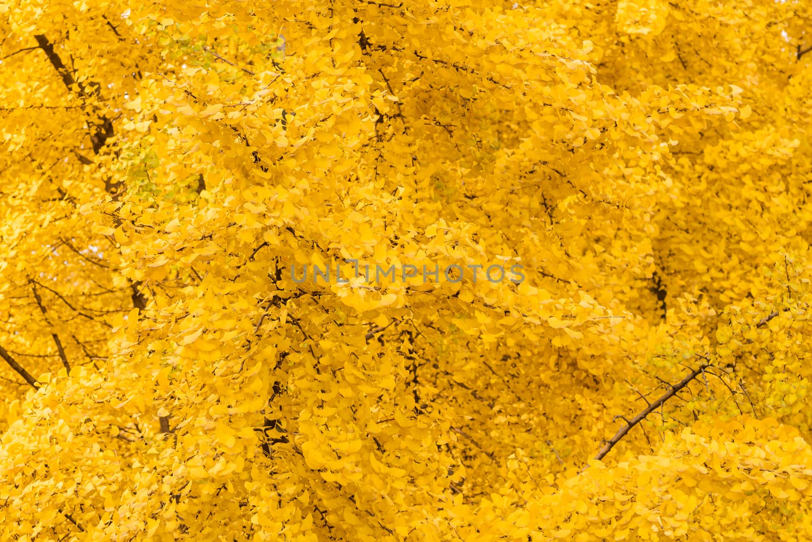 Gingko trees with yellow leaves in autumn background in Chengdu, Sichuan province, China