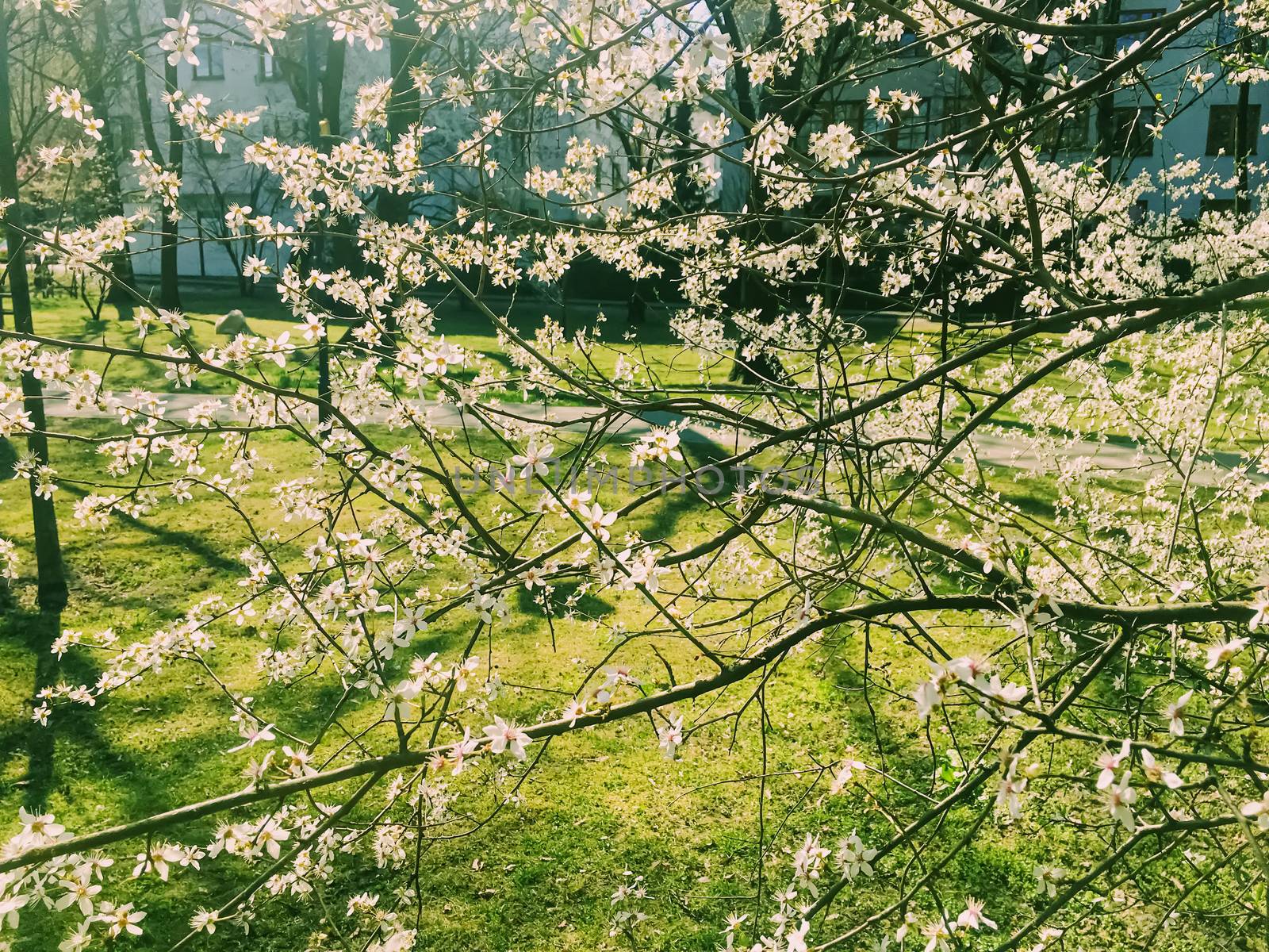 Blooming apple tree flowers in spring as floral background by Anneleven