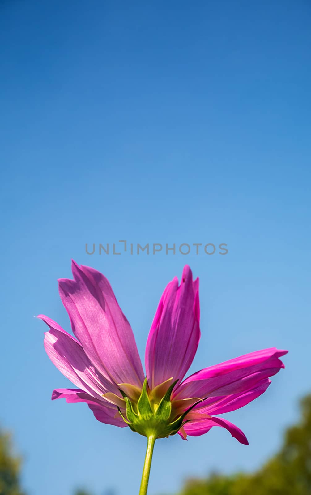 single pink cosmos flower in flowers field with daylight and blue sky background