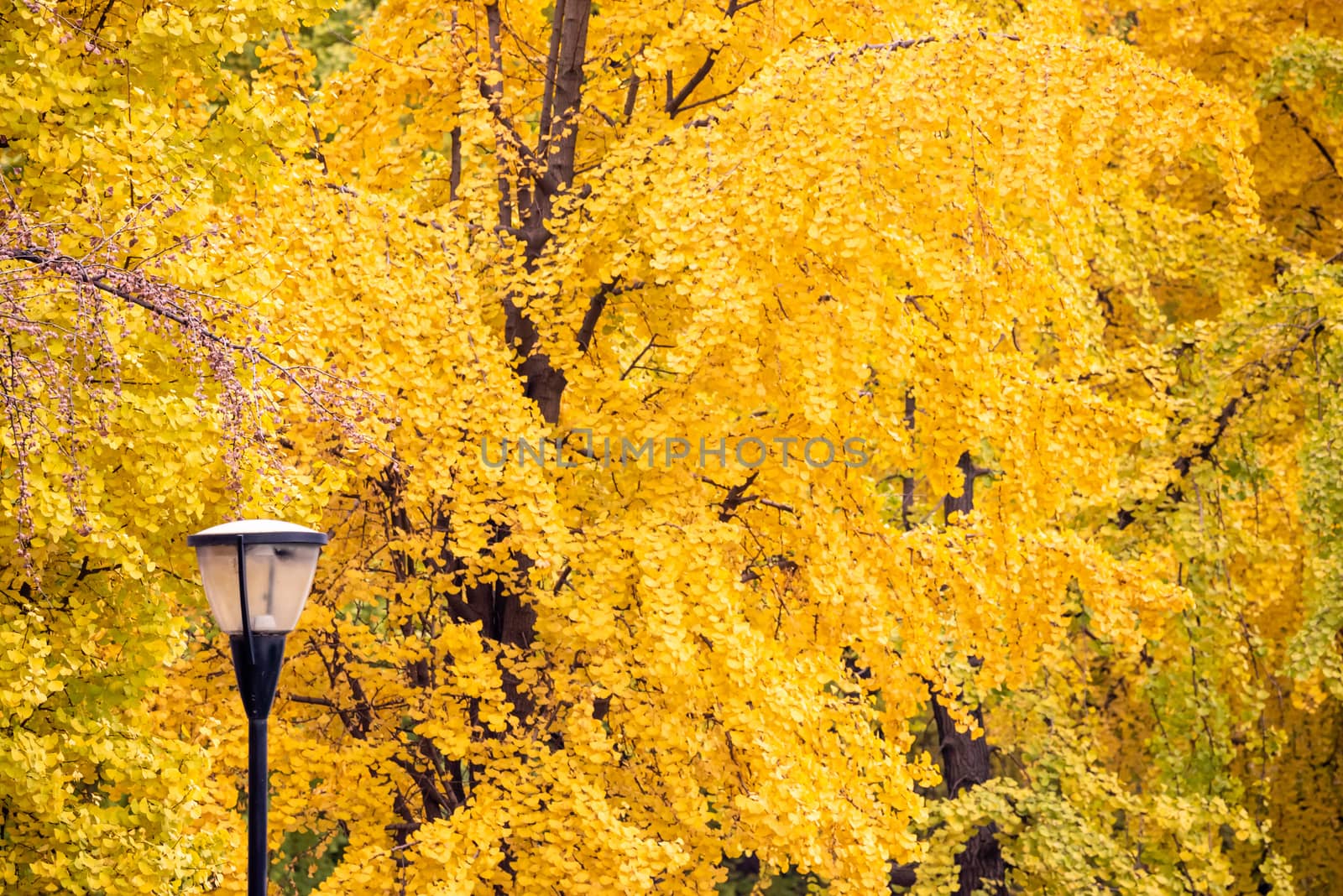 Street lampposts with yellow leaves on gingko trees in the background in Chengdu, Sichuan province, China