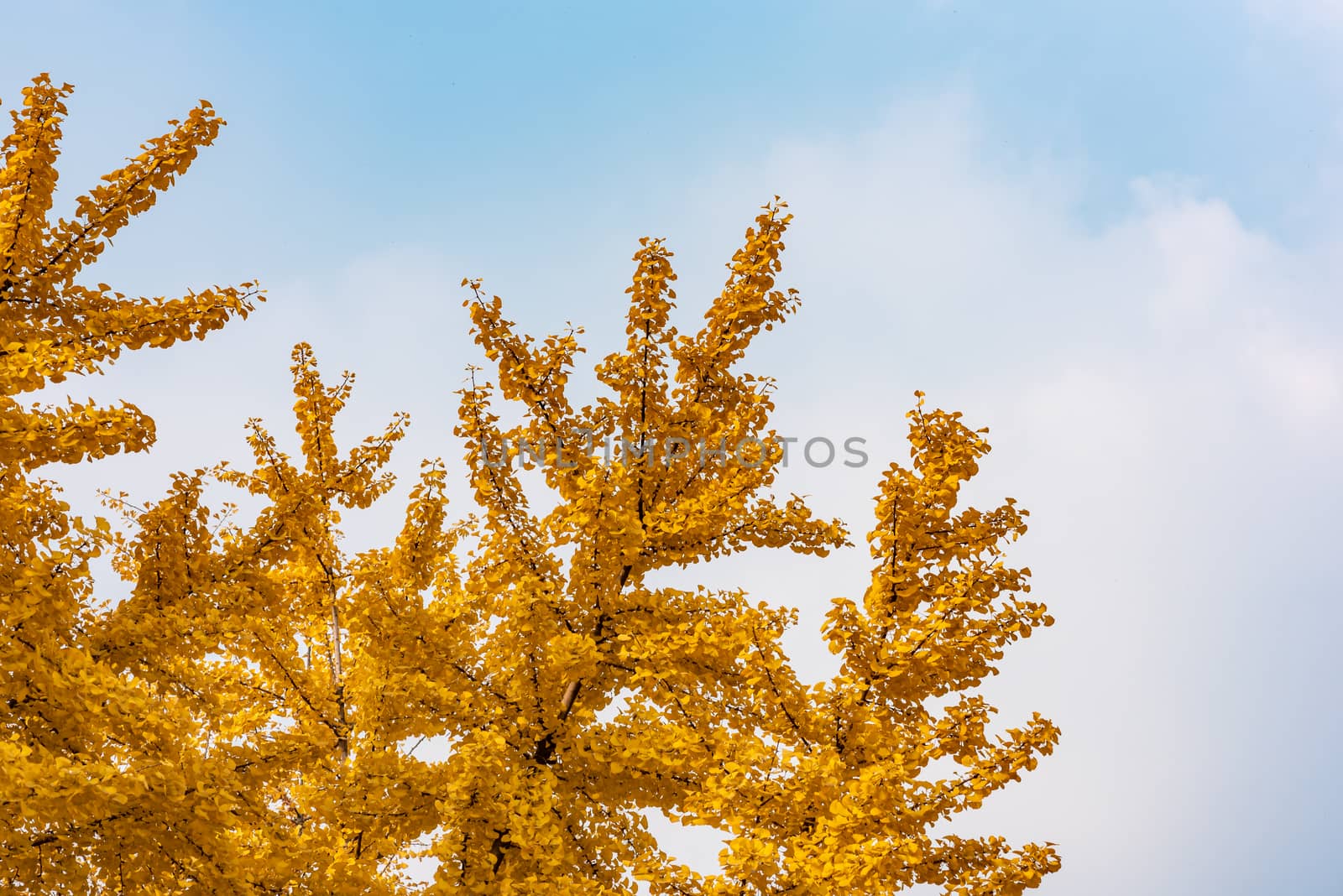 Gingko trees with yellow leaves in autumn against blue sky and white clouds in Chengdu, Sichuan province, China